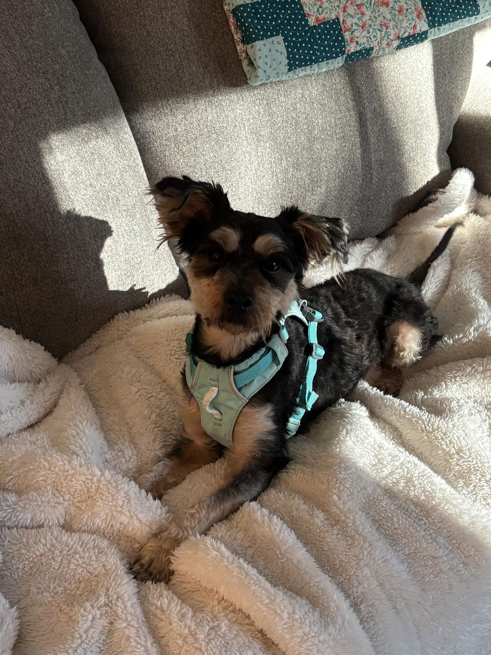 Enlarge CHEWY (SRC#3611) IN VIRGINIA, a Adopted Schnauzer in Lenoir, NC image 2/3