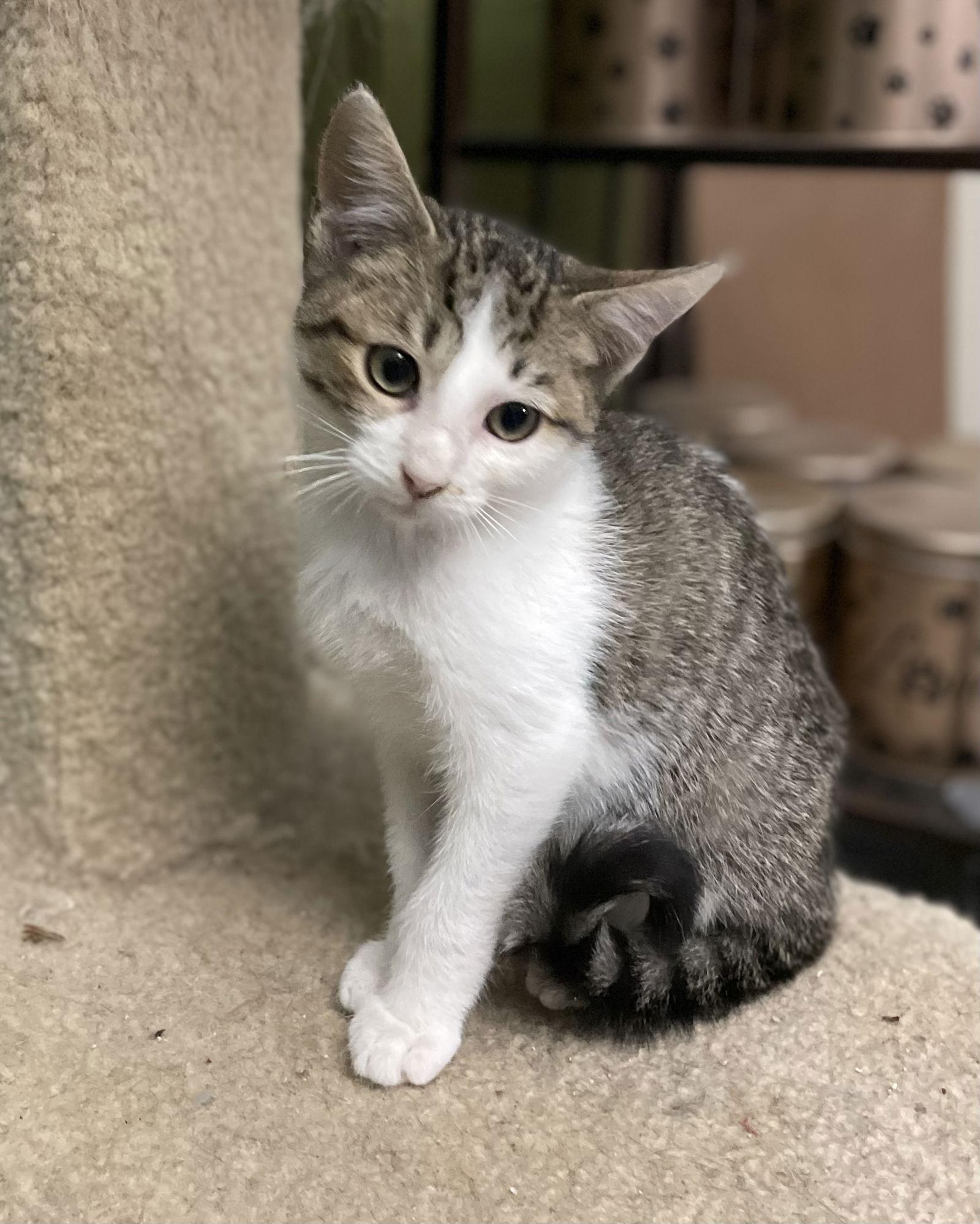 Biscotti, a Adoptable Domestic Short Hair in Oxford, MS image 1/3