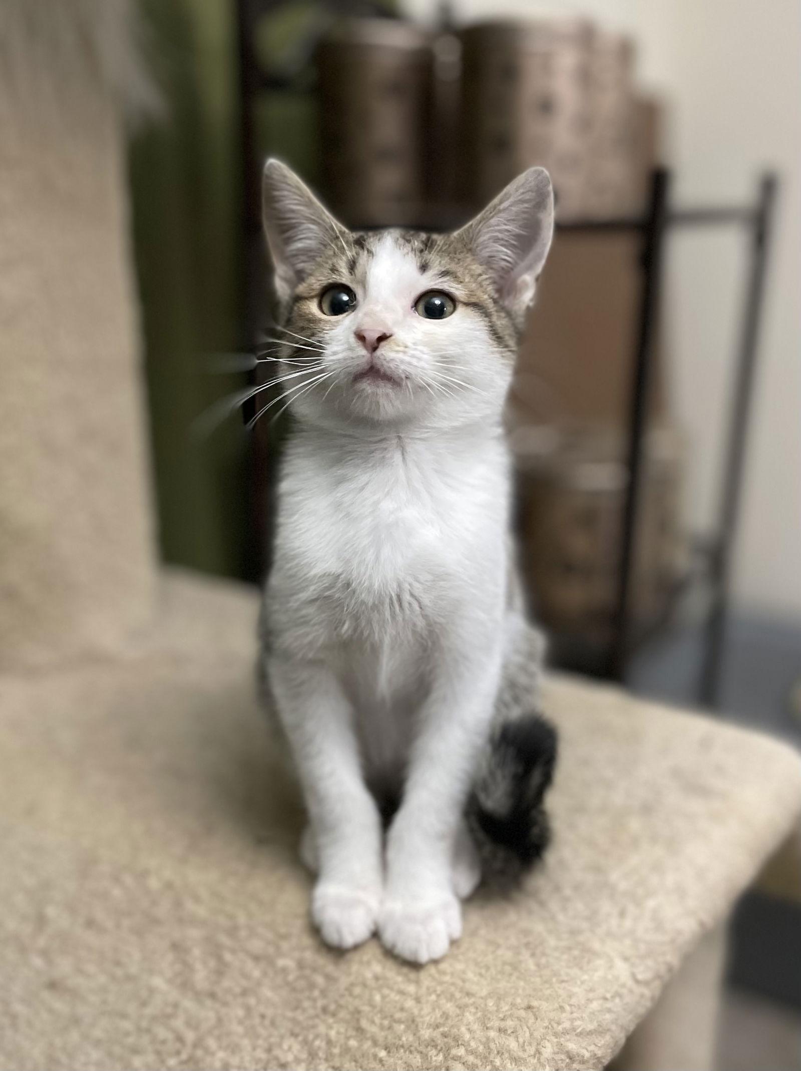 Biscotti, a Adoptable Domestic Short Hair in Oxford, MS image 2/3