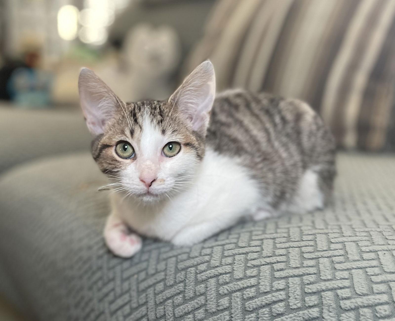 Biscotti, a Adoptable Domestic Short Hair in Oxford, MS image 3/3