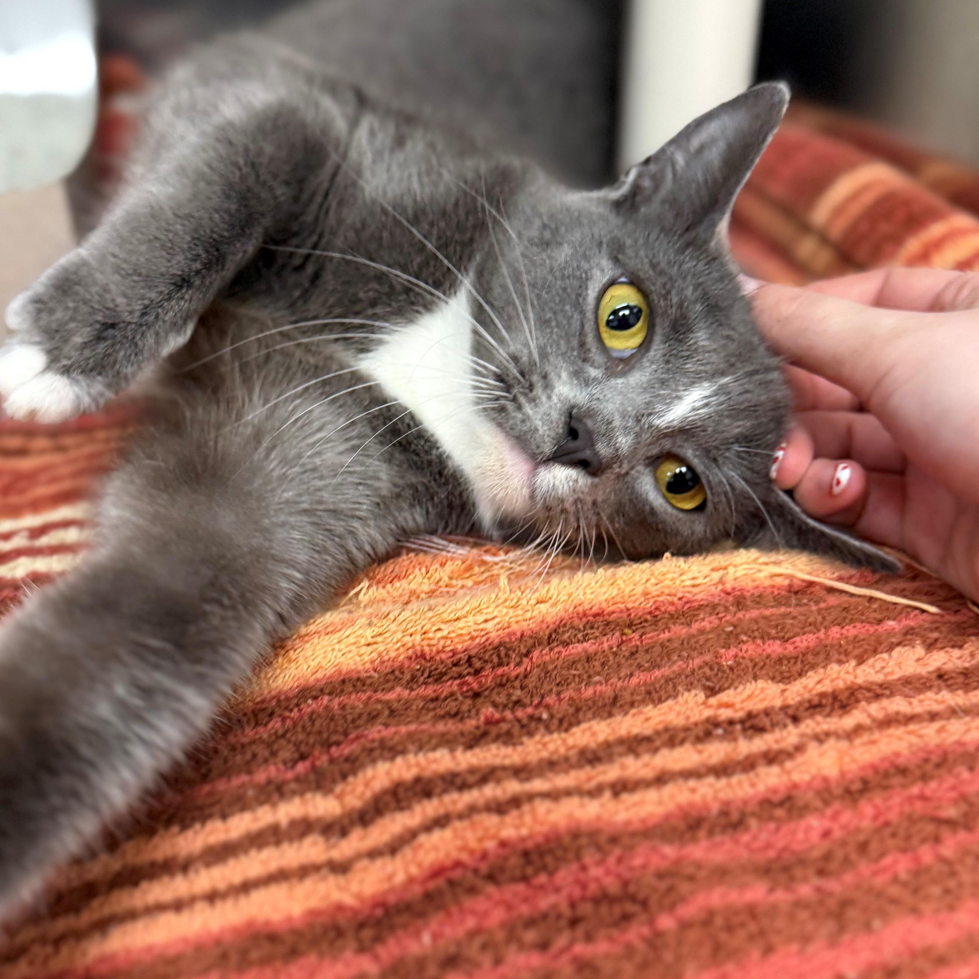 Enlarge Bluebelle, an adopted Domestic Short Hair in St. Augustine, FL image 1/3