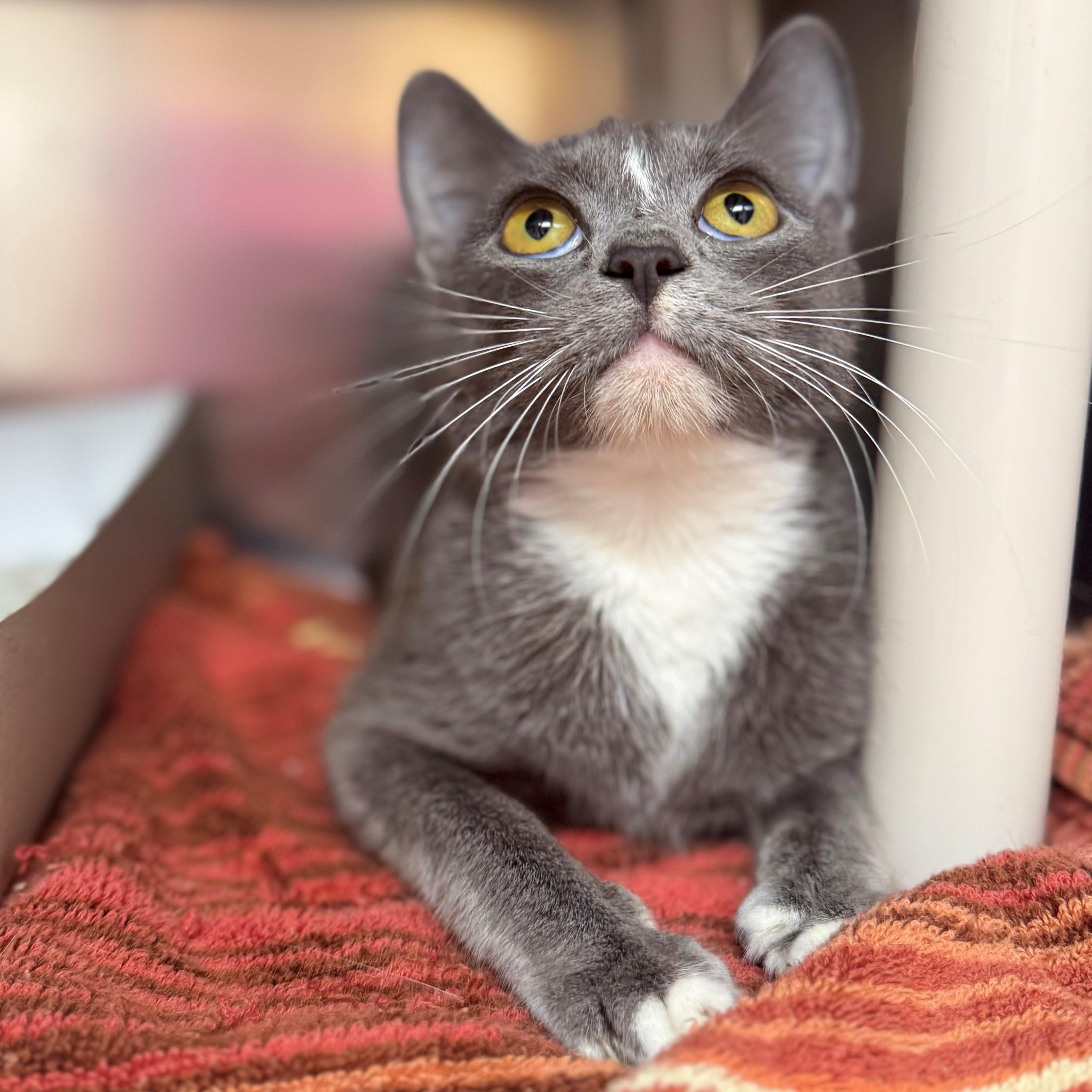 Enlarge Bluebelle, an adopted Domestic Short Hair in St. Augustine, FL image 3/3