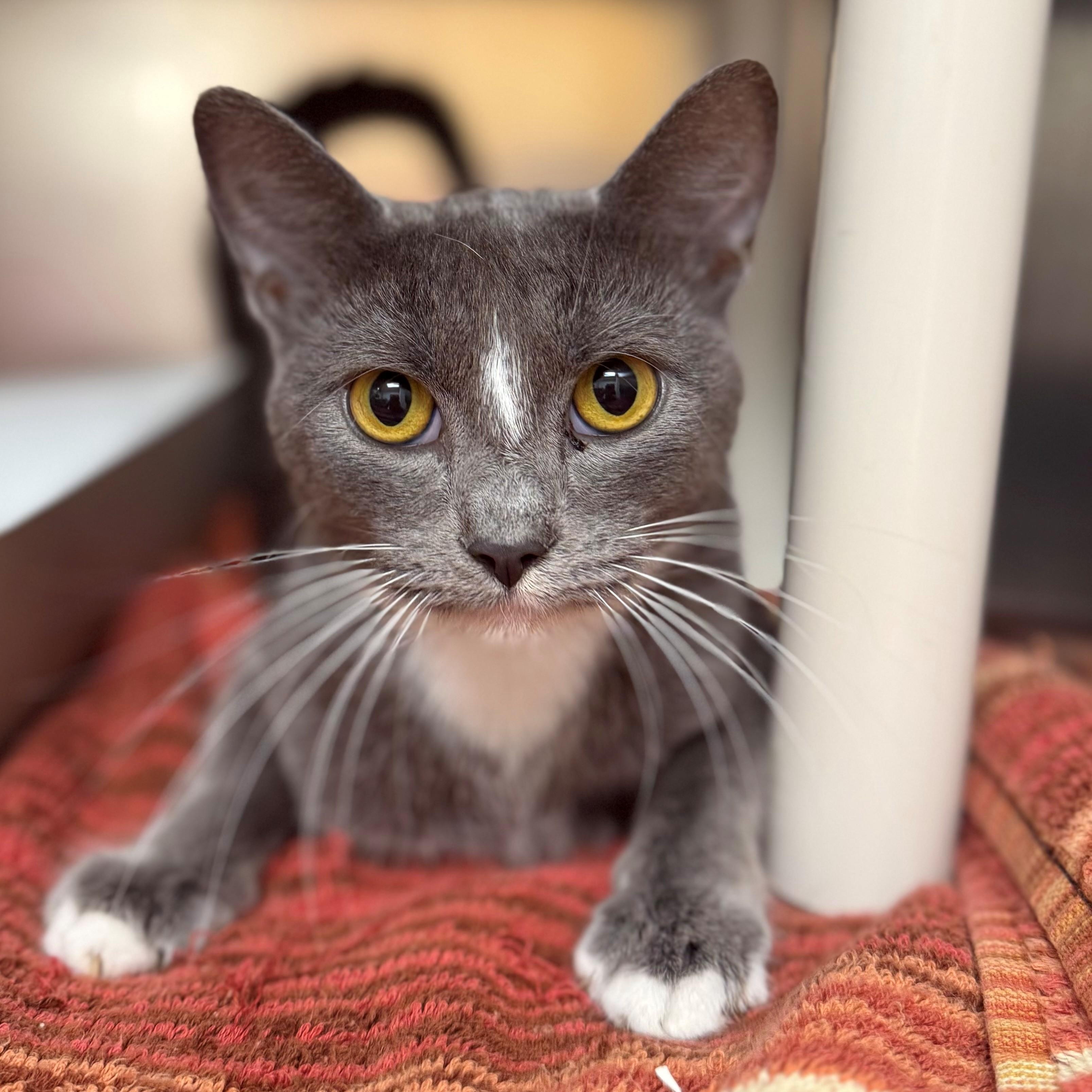 Enlarge Bluebelle, an adopted Domestic Short Hair in St. Augustine, FL image 2/3