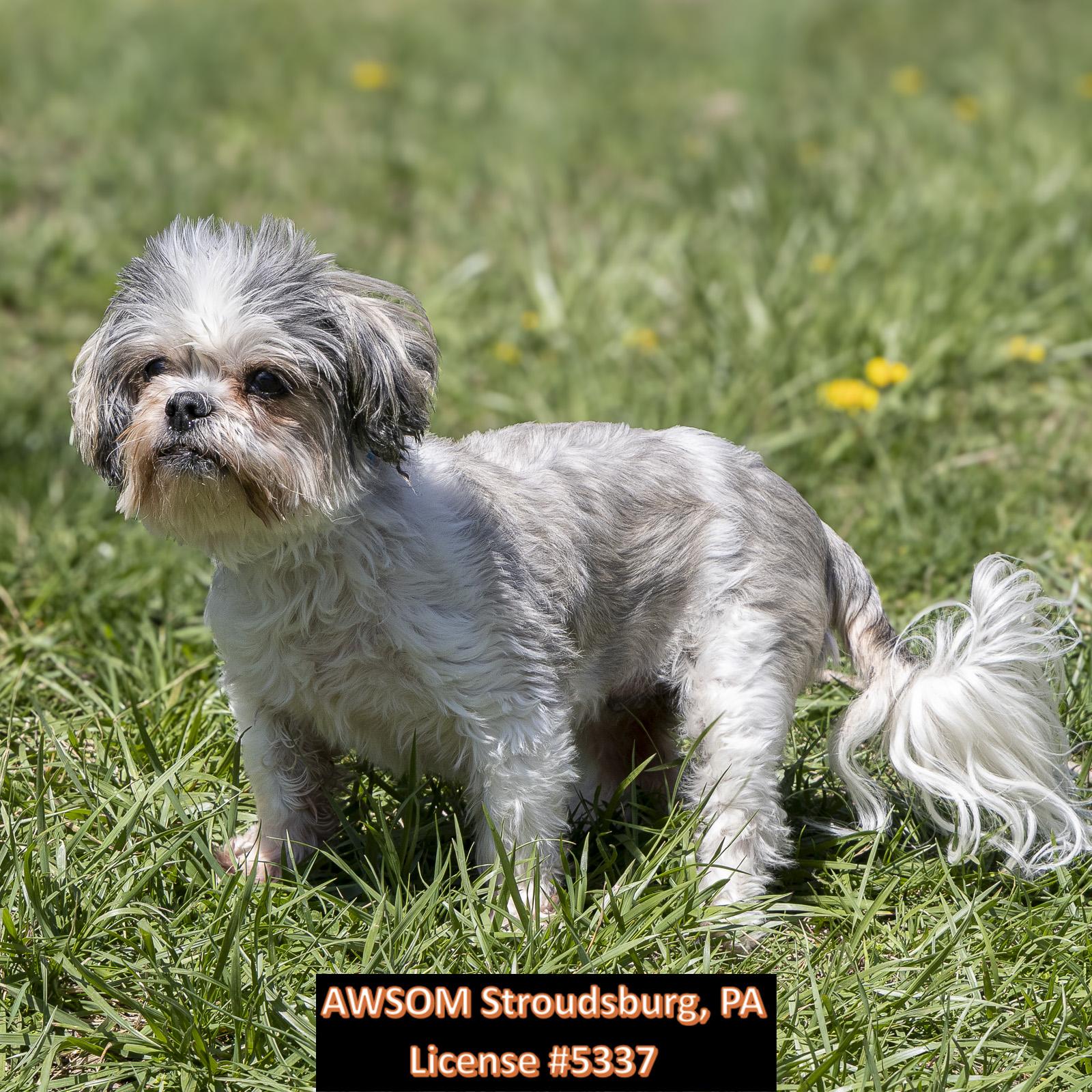 Enlarge Ivy, a ADOPTABLE mixed breed in Stroudsburg, PA image 2/3