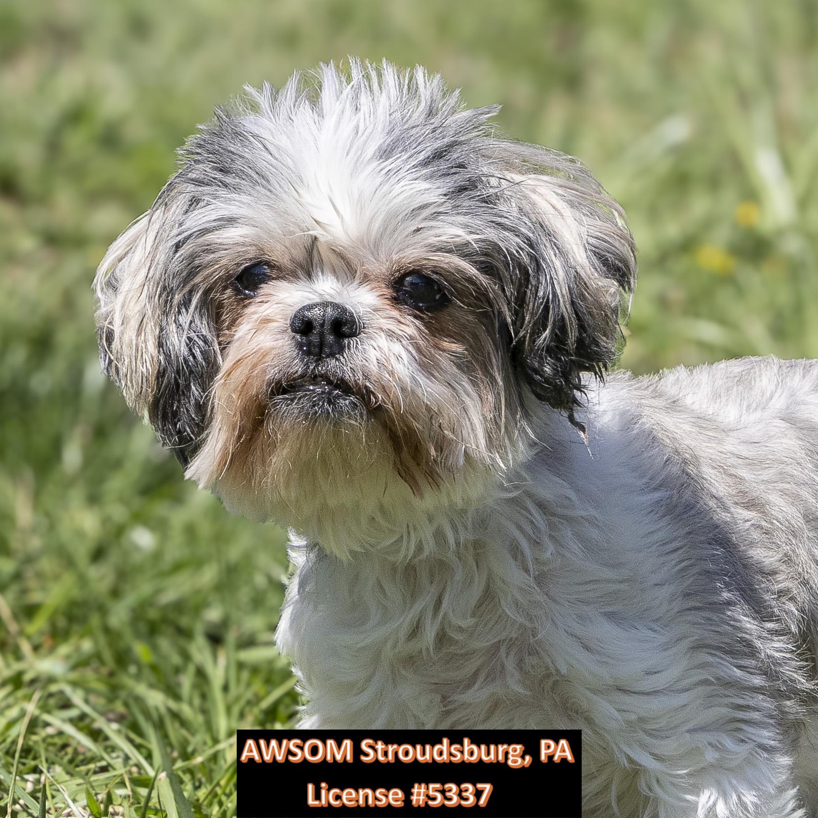 Enlarge Ivy, a ADOPTABLE mixed breed in Stroudsburg, PA image 3/3