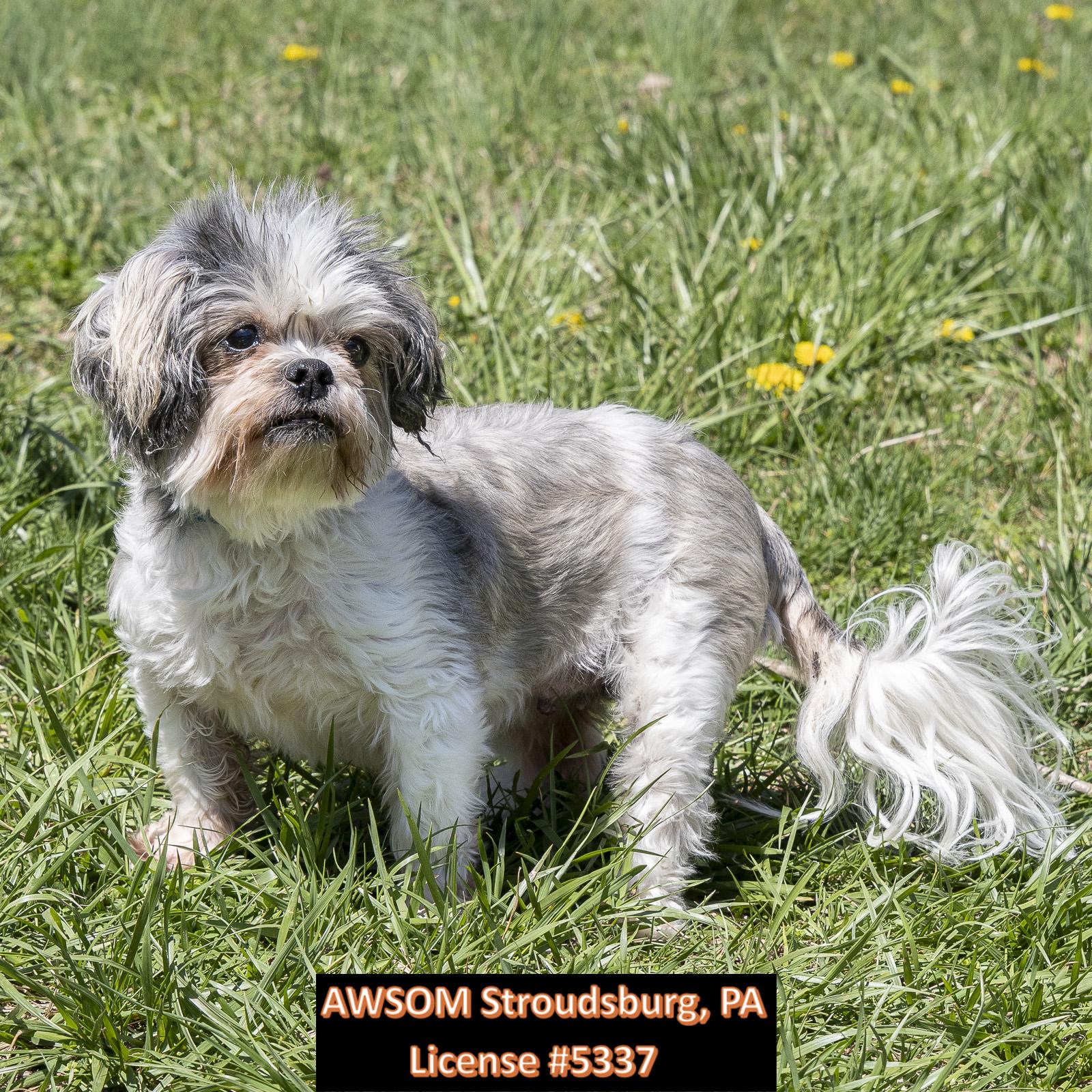 Enlarge Ivy, a ADOPTABLE mixed breed in Stroudsburg, PA image 1/3