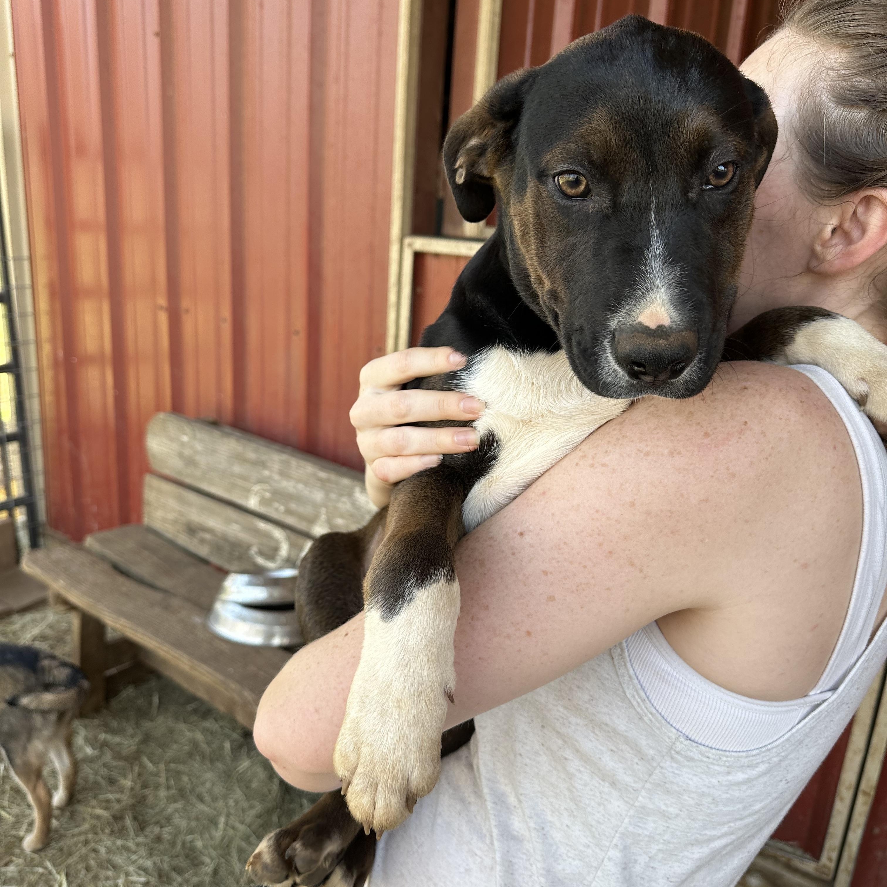 Spike, Adoptable, Puppy Male Cattle Dog.