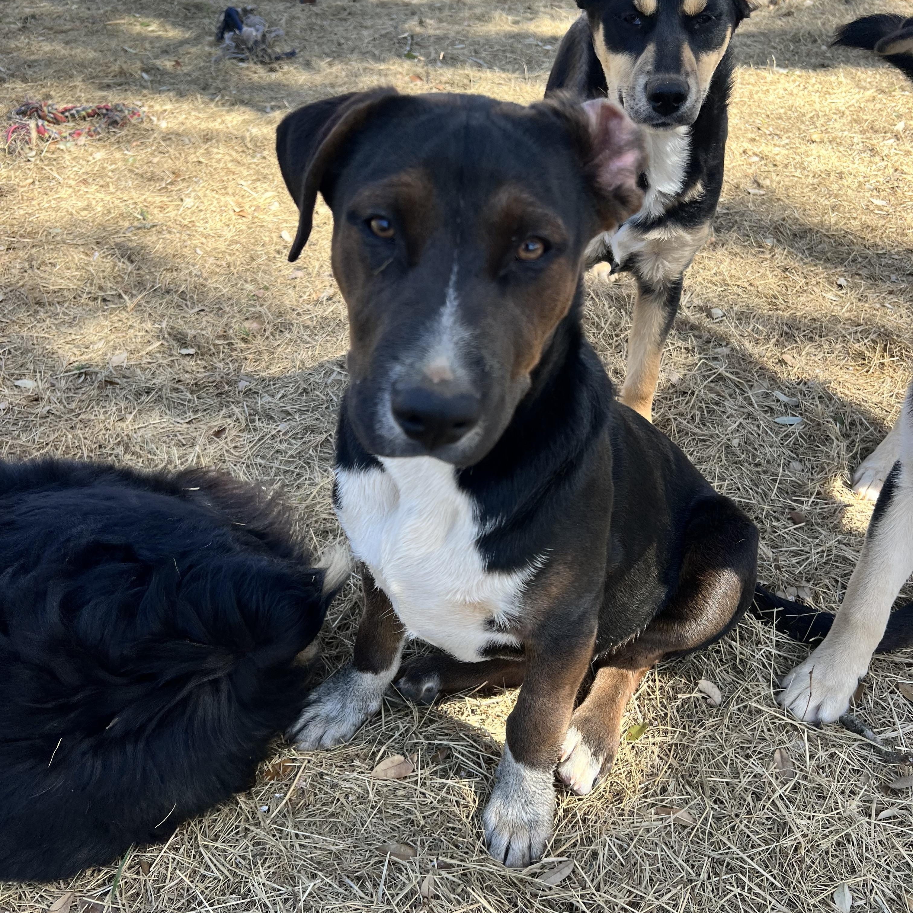 Spike, Adoptable, Puppy Male Cattle Dog.