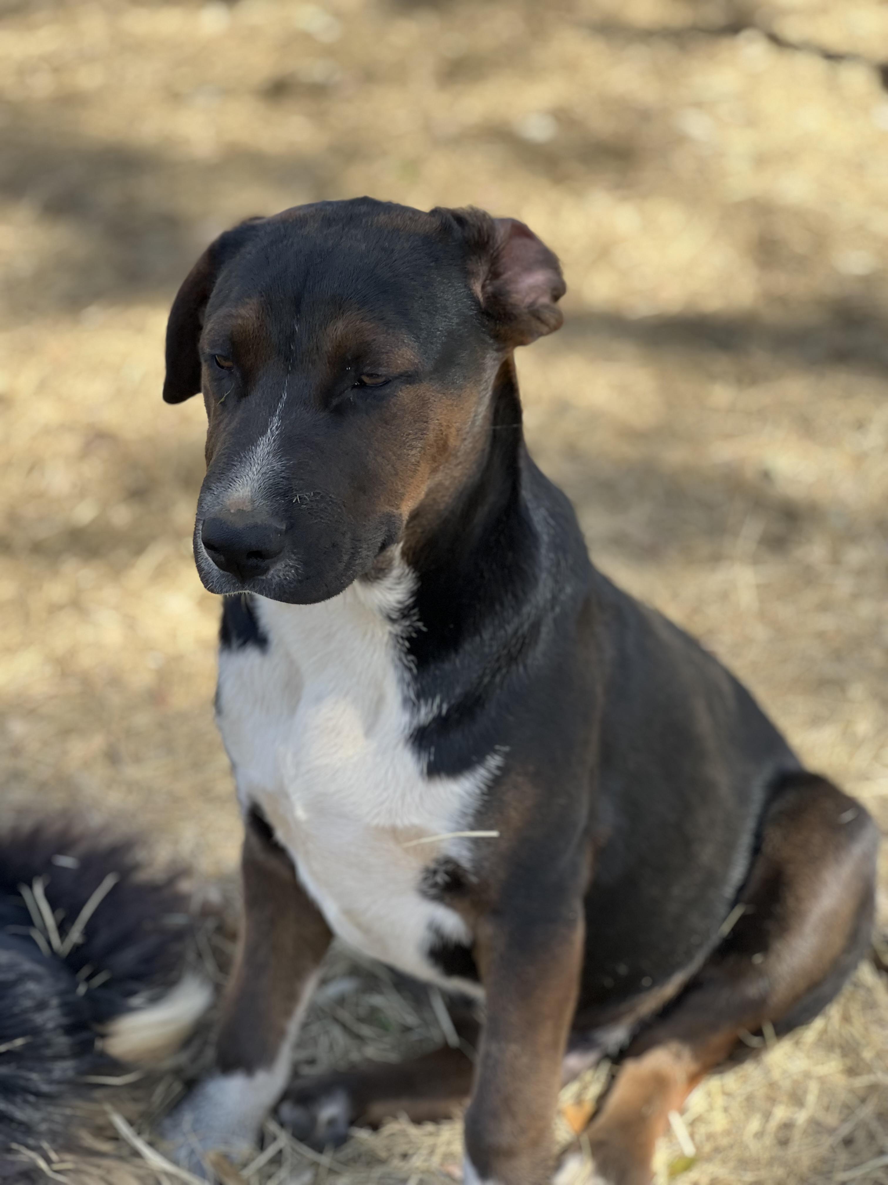 Enlarge Spike, a Adoptable mixed breed in Seguin, TX image 3/4