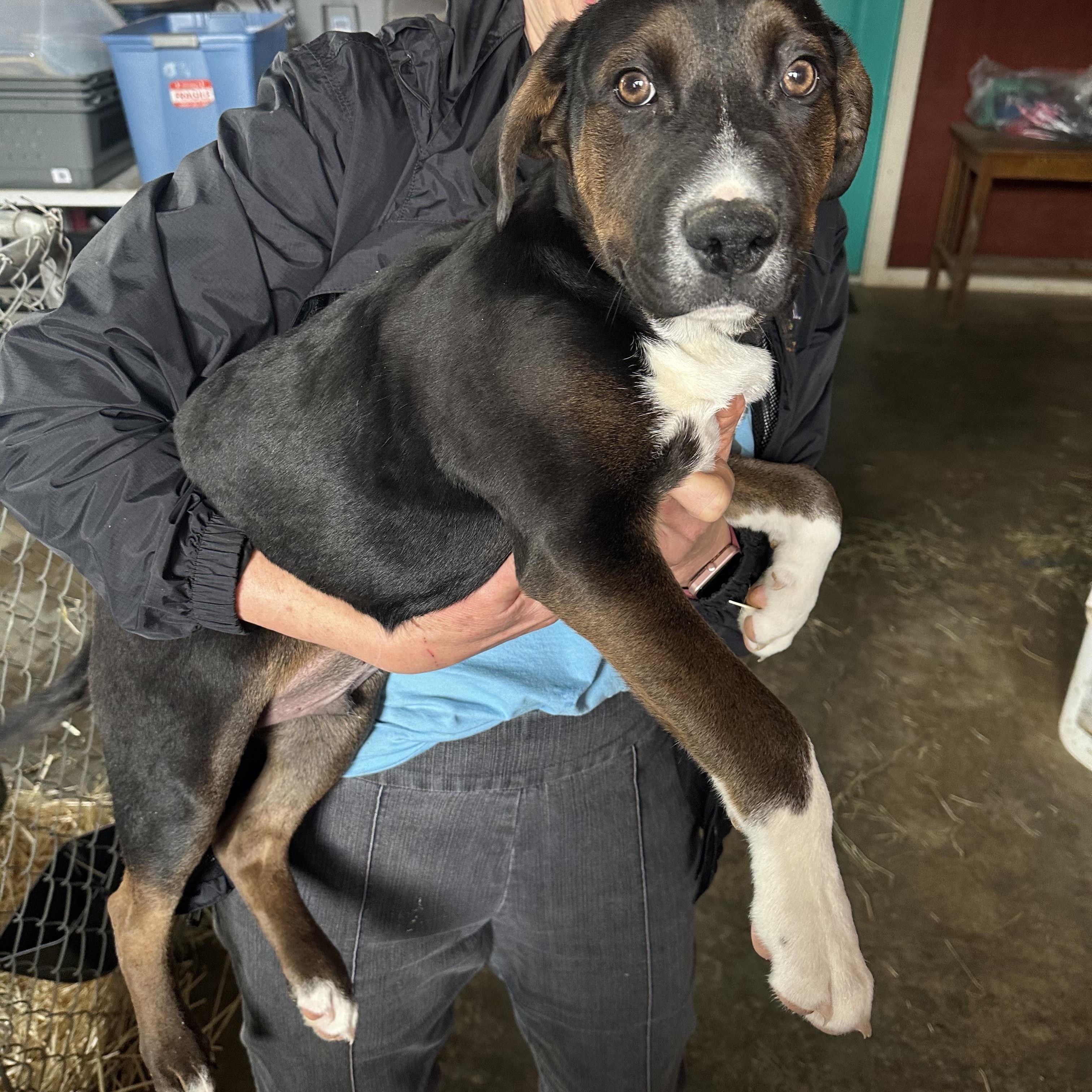 Enlarge Spike, a Adoptable mixed breed in Seguin, TX image 2/6