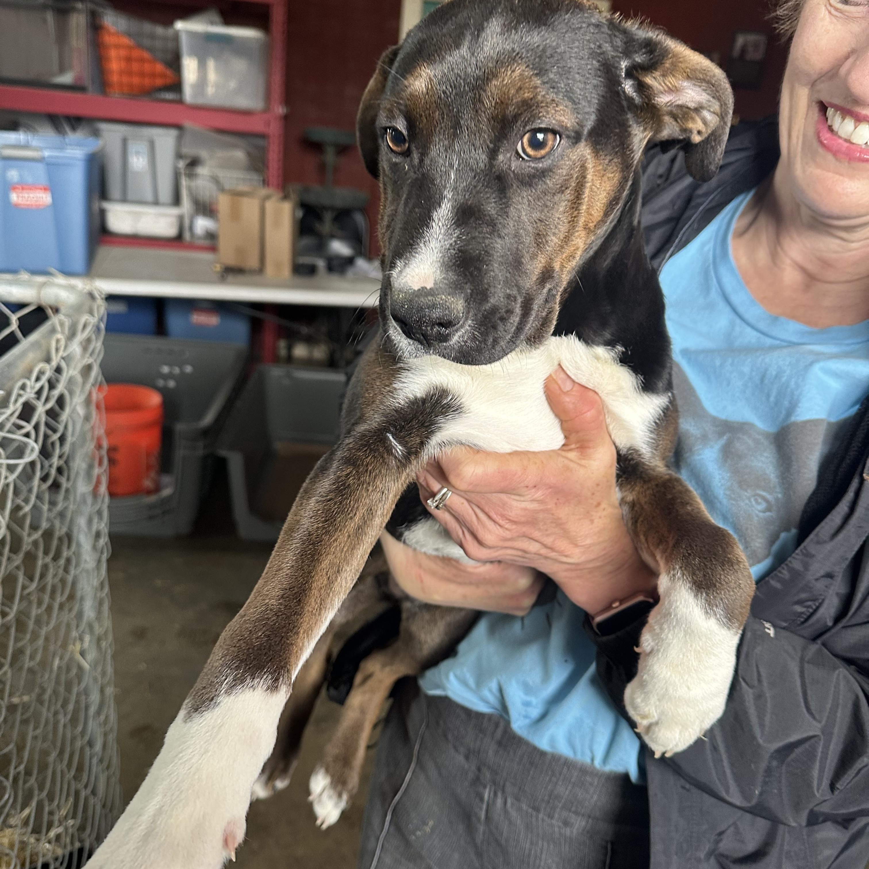 Enlarge Spike, a Adoptable mixed breed in Seguin, TX image 3/6
