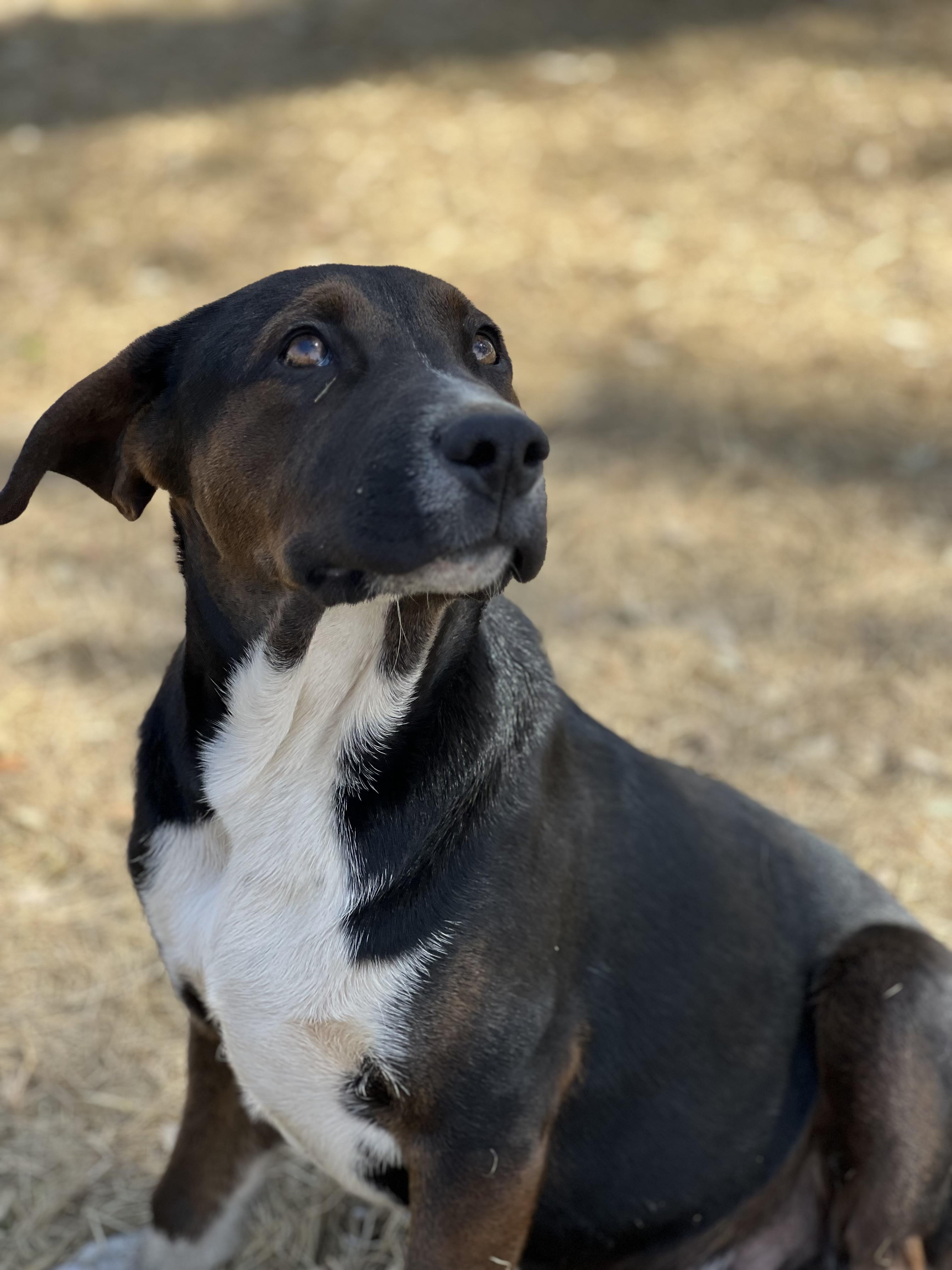 Enlarge Spike, a Adoptable mixed breed in Seguin, TX image 2/4