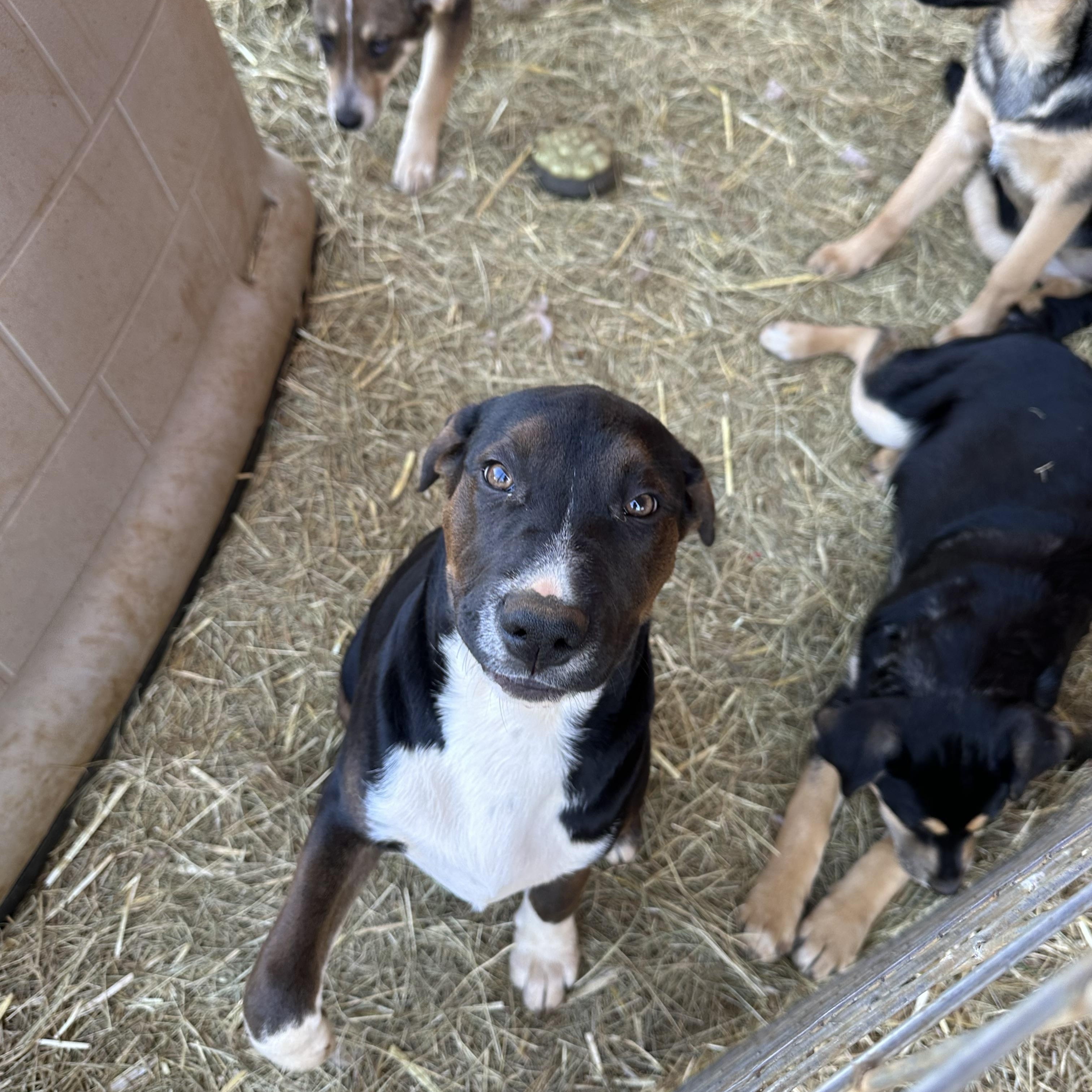 Enlarge Spike, a Adoptable mixed breed in Seguin, TX image 4/6