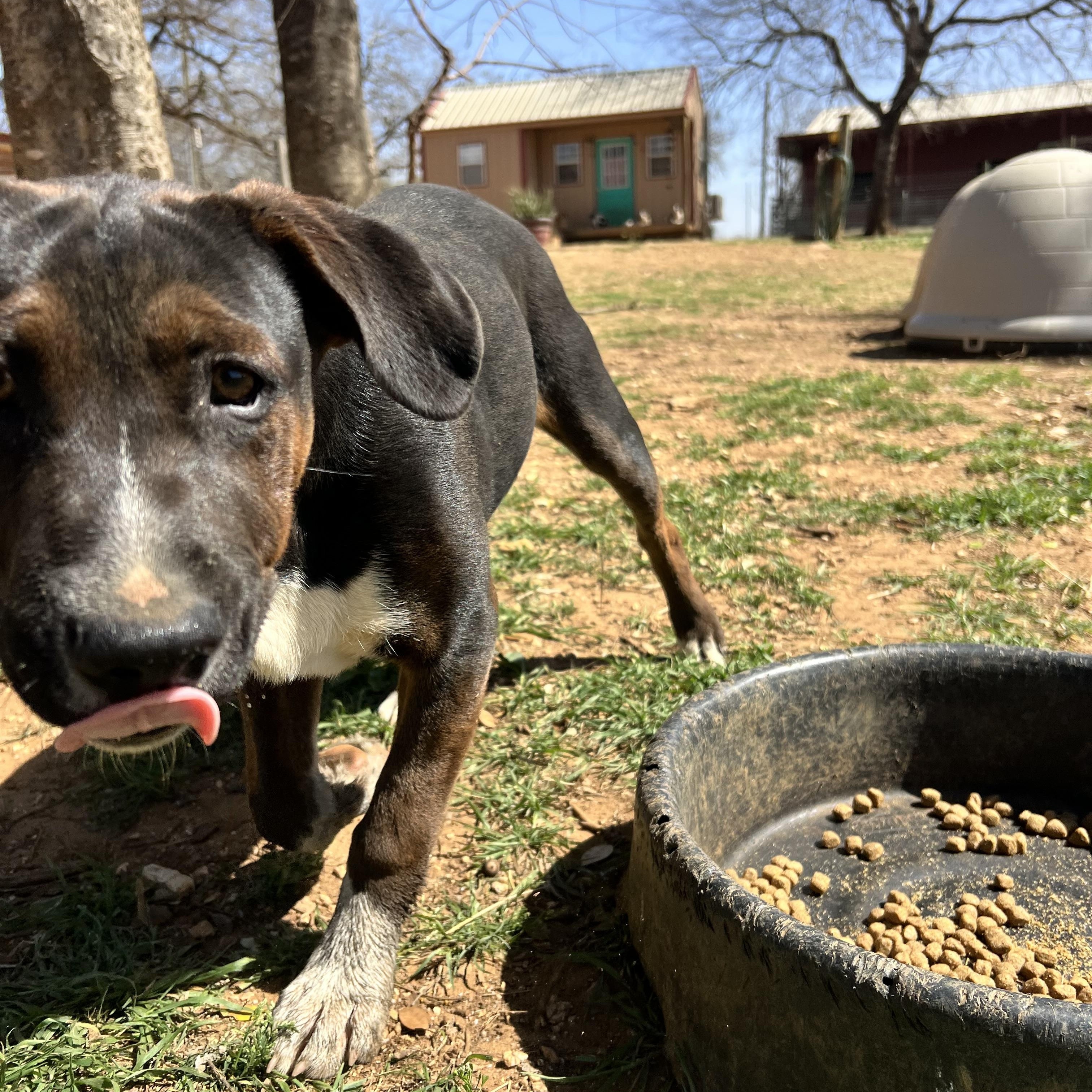 Enlarge Spike, a Adoptable mixed breed in Seguin, TX image 4/4