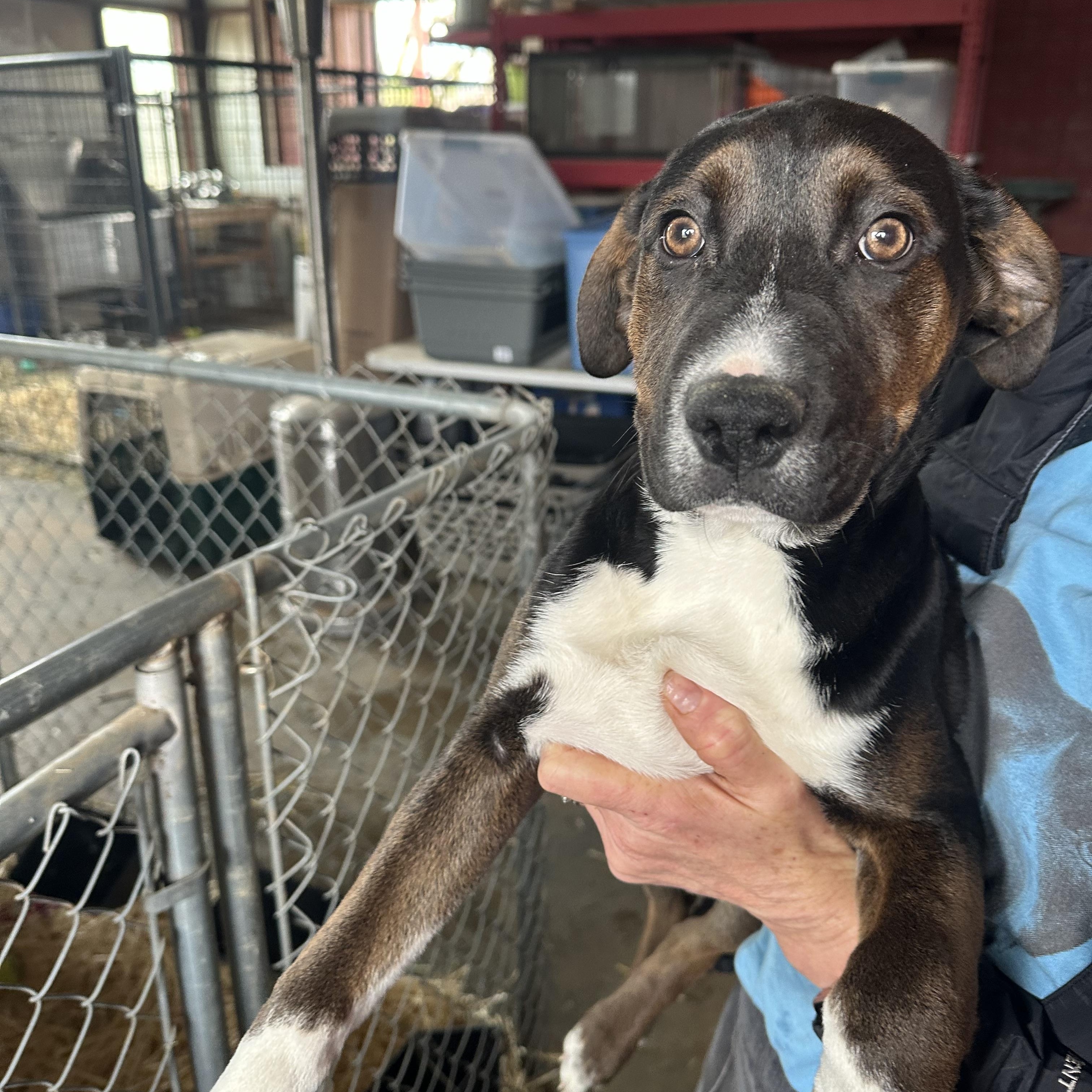 Enlarge Spike, a Adoptable mixed breed in Seguin, TX image 5/6