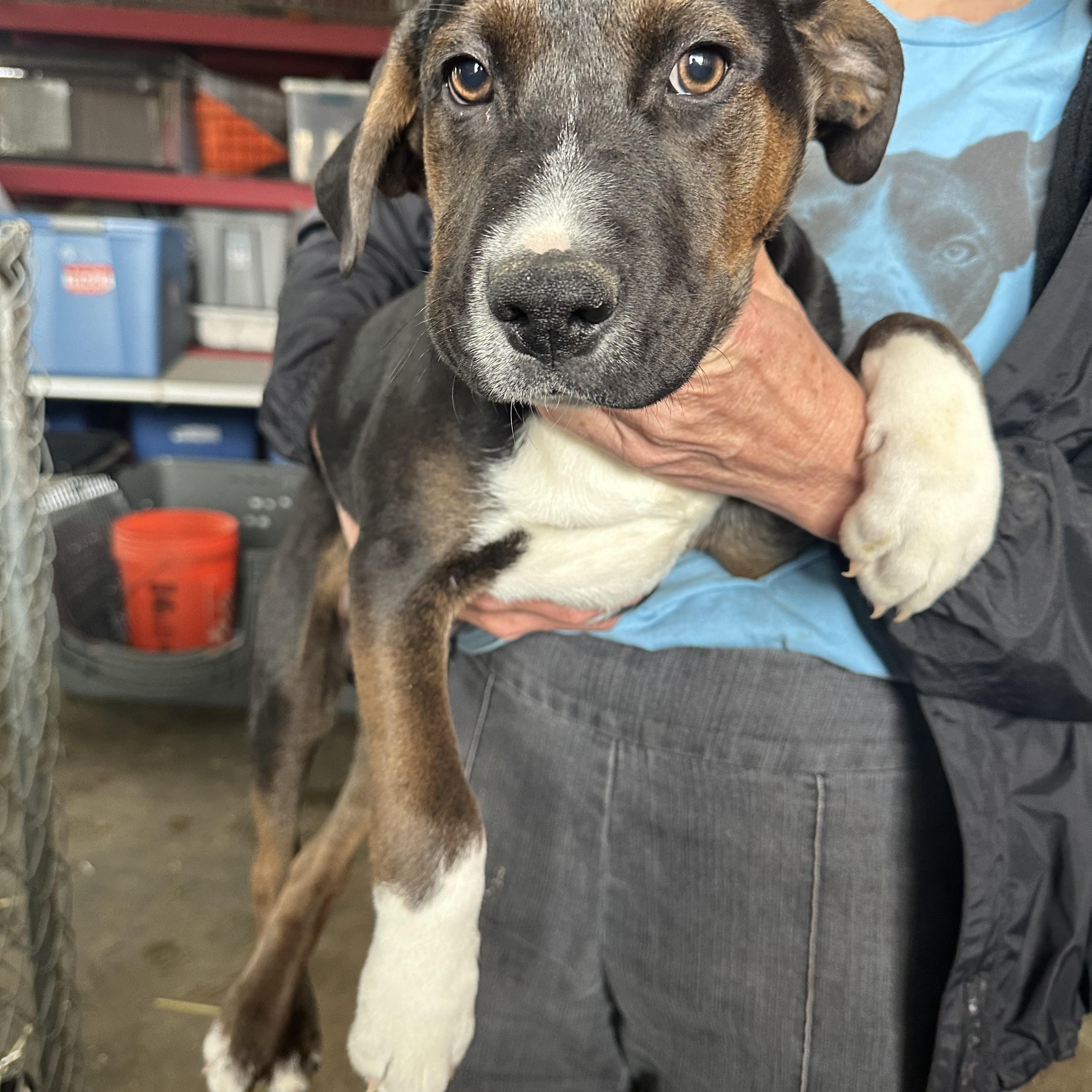 Enlarge Spike, a Adoptable mixed breed in Seguin, TX image 6/6