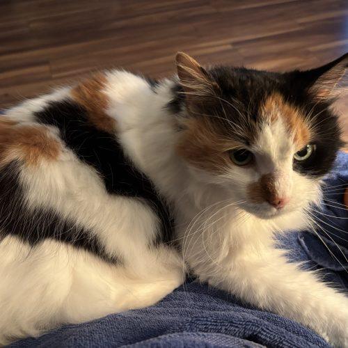 Enlarge Callie, a Adoptable Domestic Long Hair in Gaithersburg, MD image 1/2