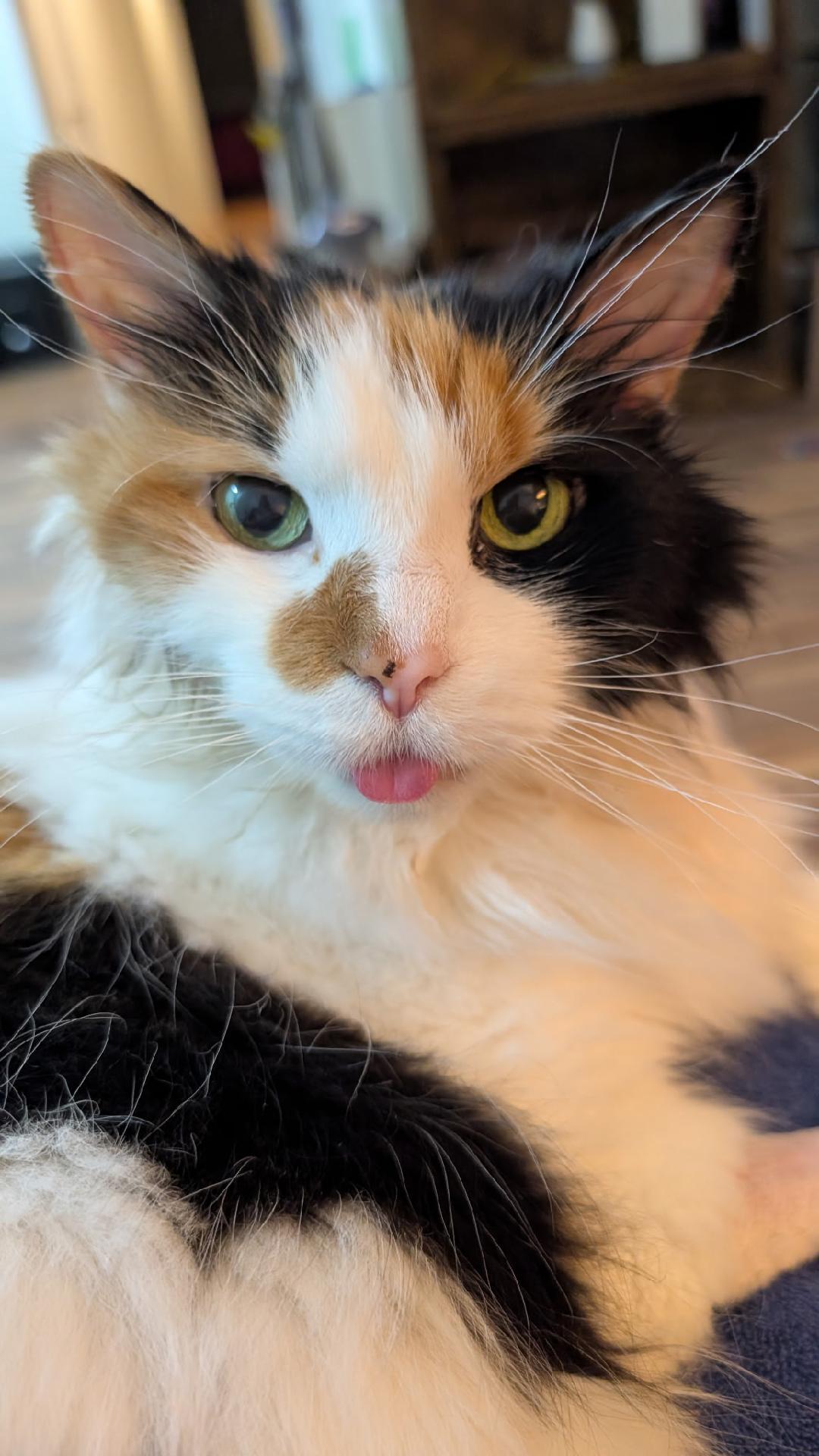Enlarge Callie, a Adoptable Domestic Long Hair in Gaithersburg, MD image 2/2