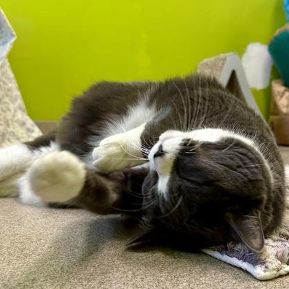 Cleopatra, Adoptable, Senior Female Domestic Medium Hair & Domestic Short Hair.