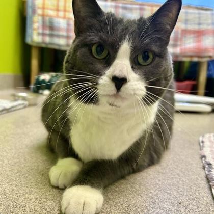 Enlarge Cleopatra, a Adoptable mixed breed in East Montpelier, VT image 2/3