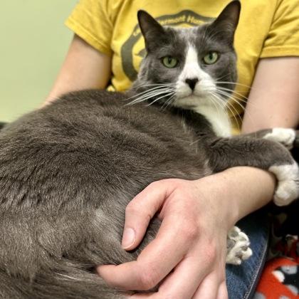 Enlarge Cleopatra, a Adoptable mixed breed in East Montpelier, VT image 3/3