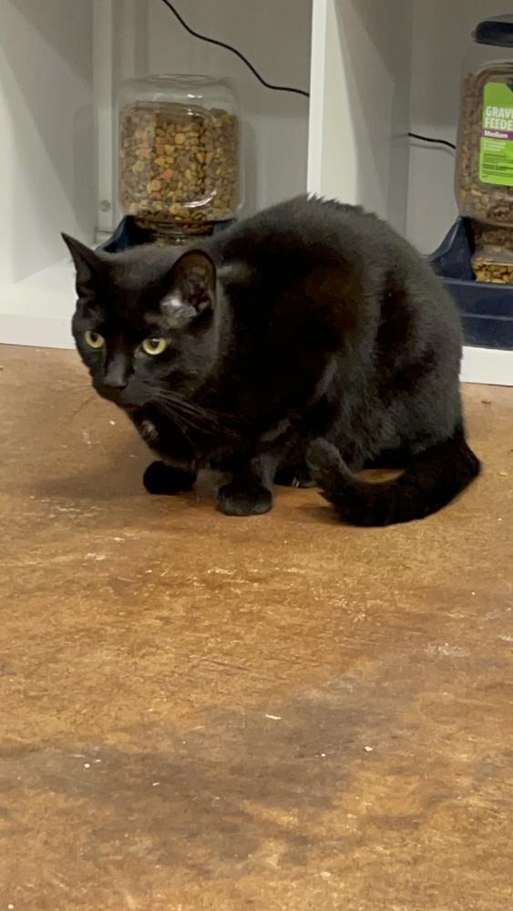 Bean, Adoptable, Adult Male Domestic Short Hair.