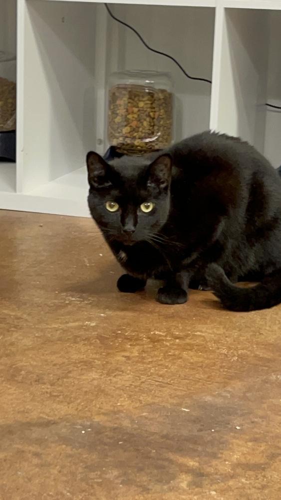 Enlarge Bean, a Adoptable Domestic Short Hair in Telford, PA image 2/2