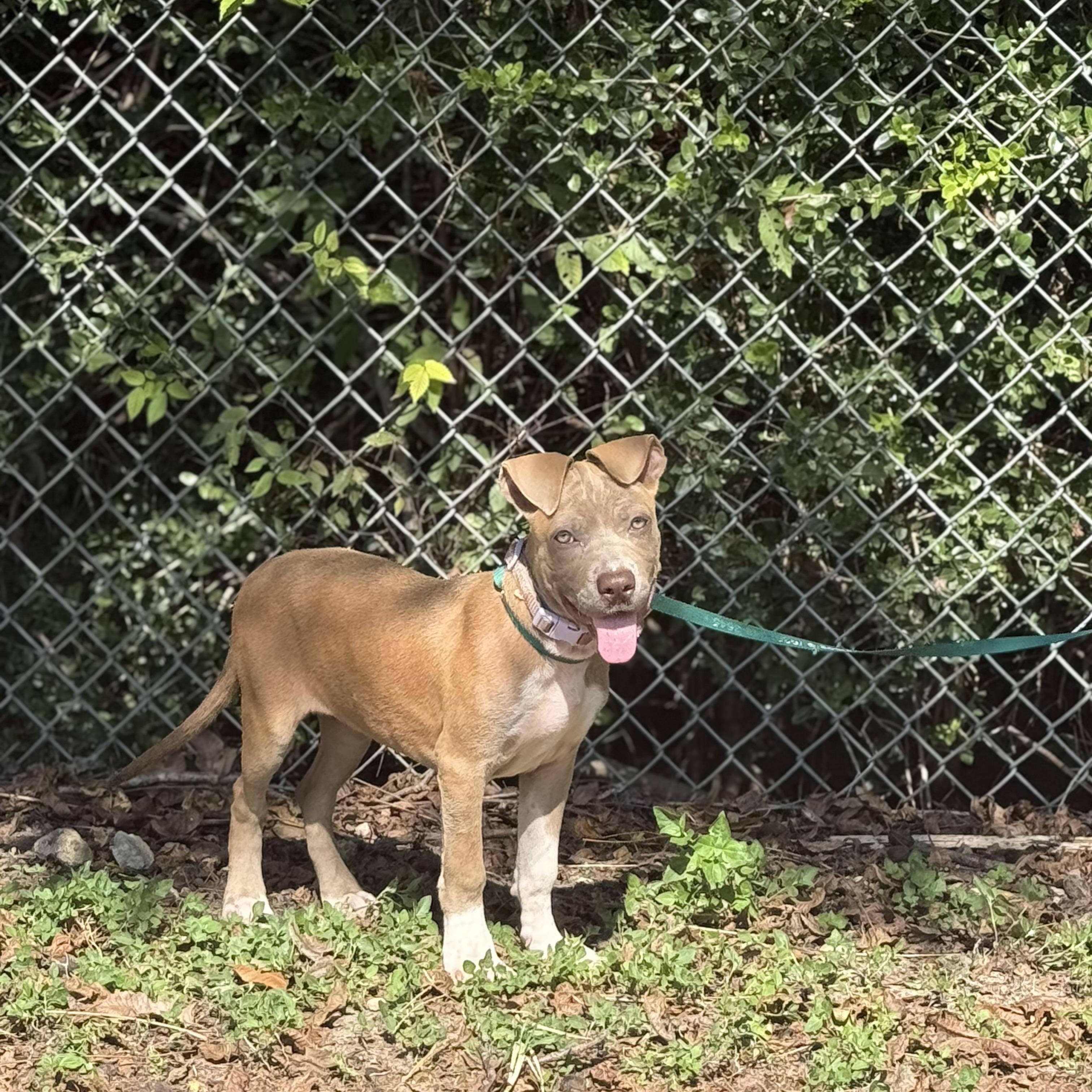 Enlarge Jemma, a Adoptable mixed breed in Madisonville, TX image 1/5