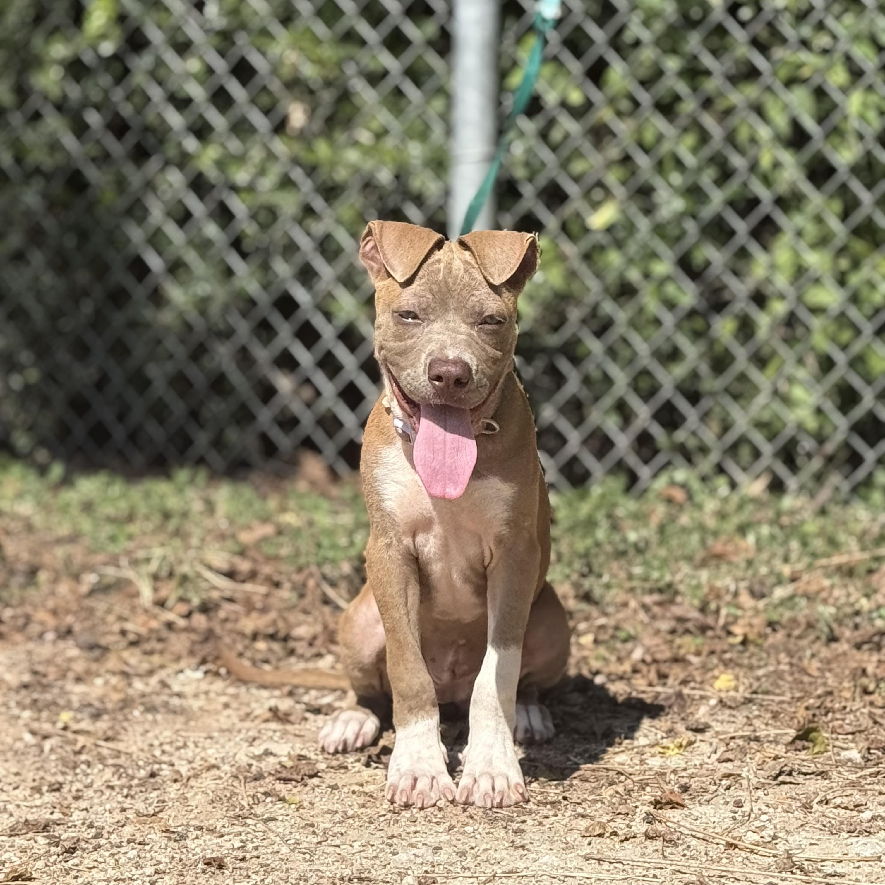 Enlarge Jemma, a Adoptable mixed breed in Madisonville, TX image 3/5