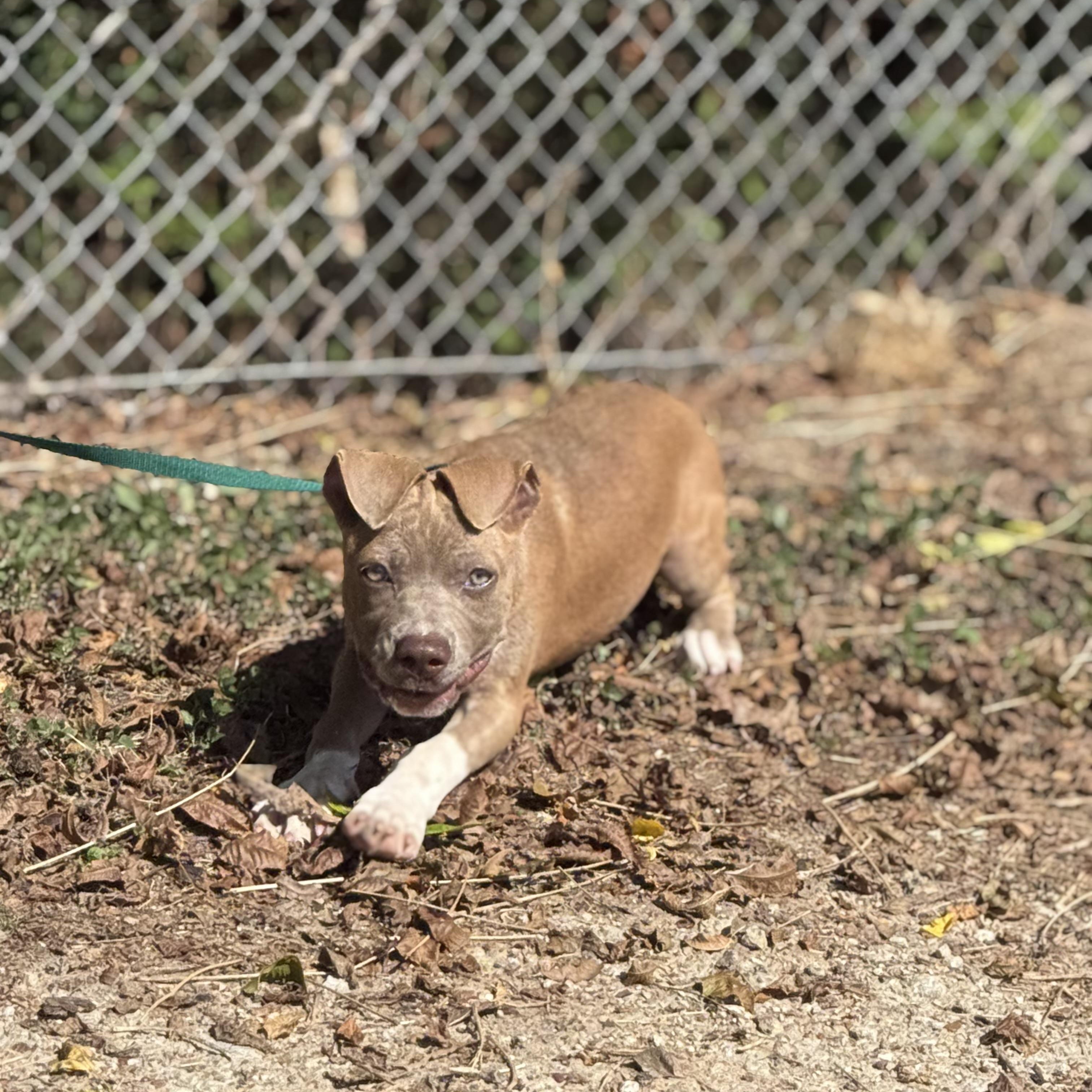 Enlarge Jemma, a Adoptable mixed breed in Madisonville, TX image 5/5