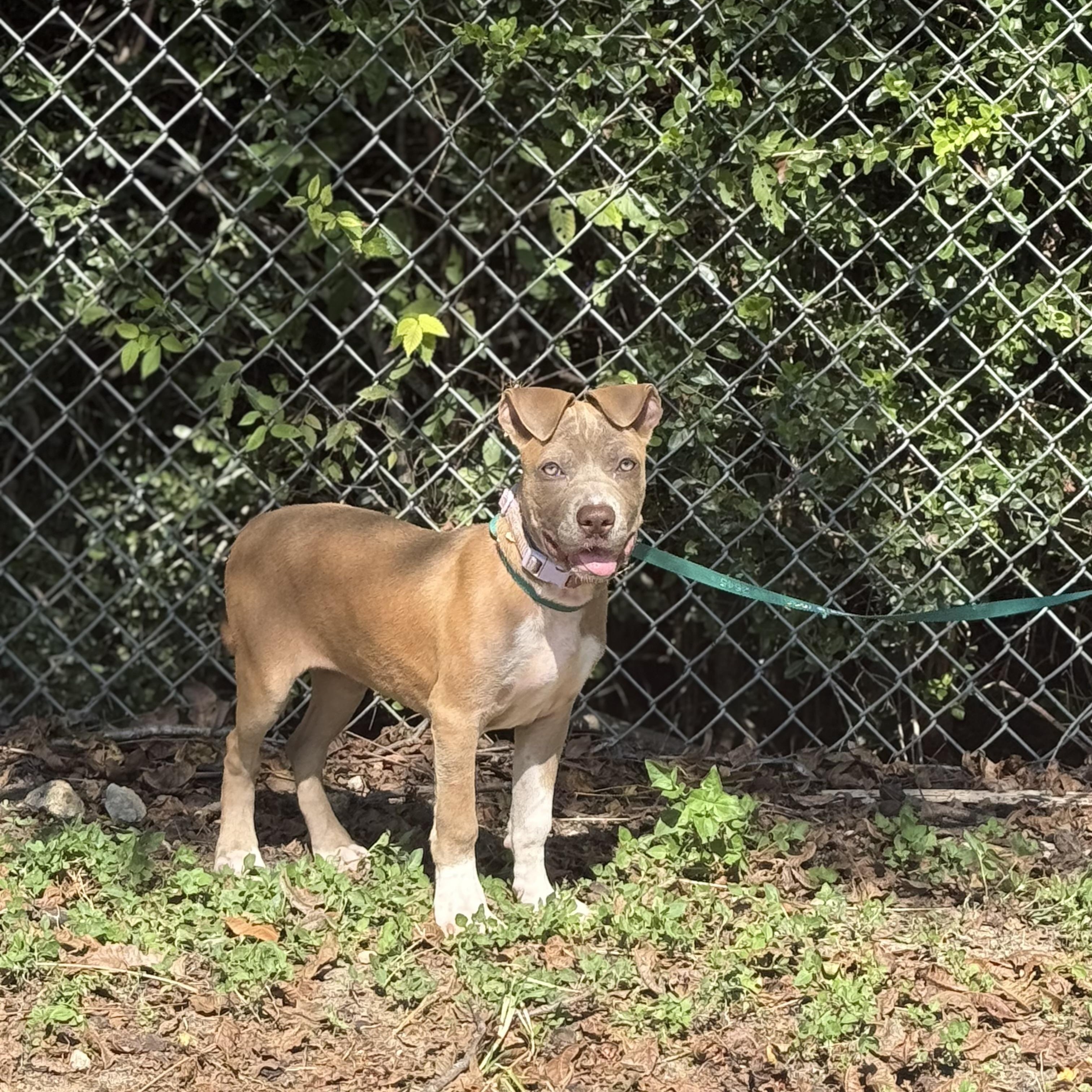 Enlarge Jemma, a Adoptable mixed breed in Madisonville, TX image 4/5
