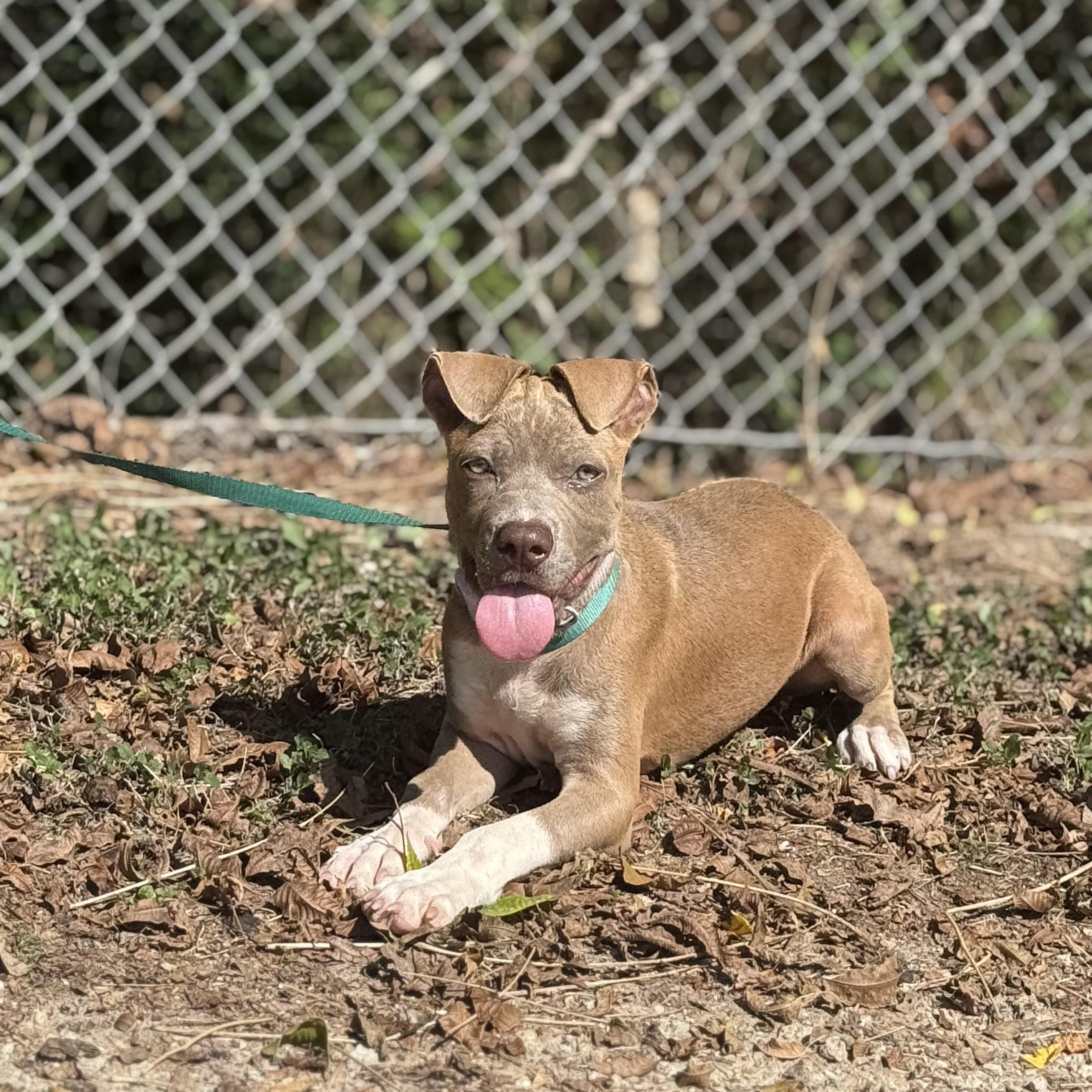 Enlarge Jemma, a Adoptable mixed breed in Madisonville, TX image 2/5