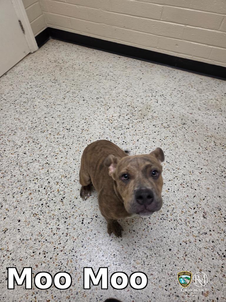 Enlarge Moo Moo, a Adoptable Pit Bull Terrier in Rocky Mount, NC image 1/1