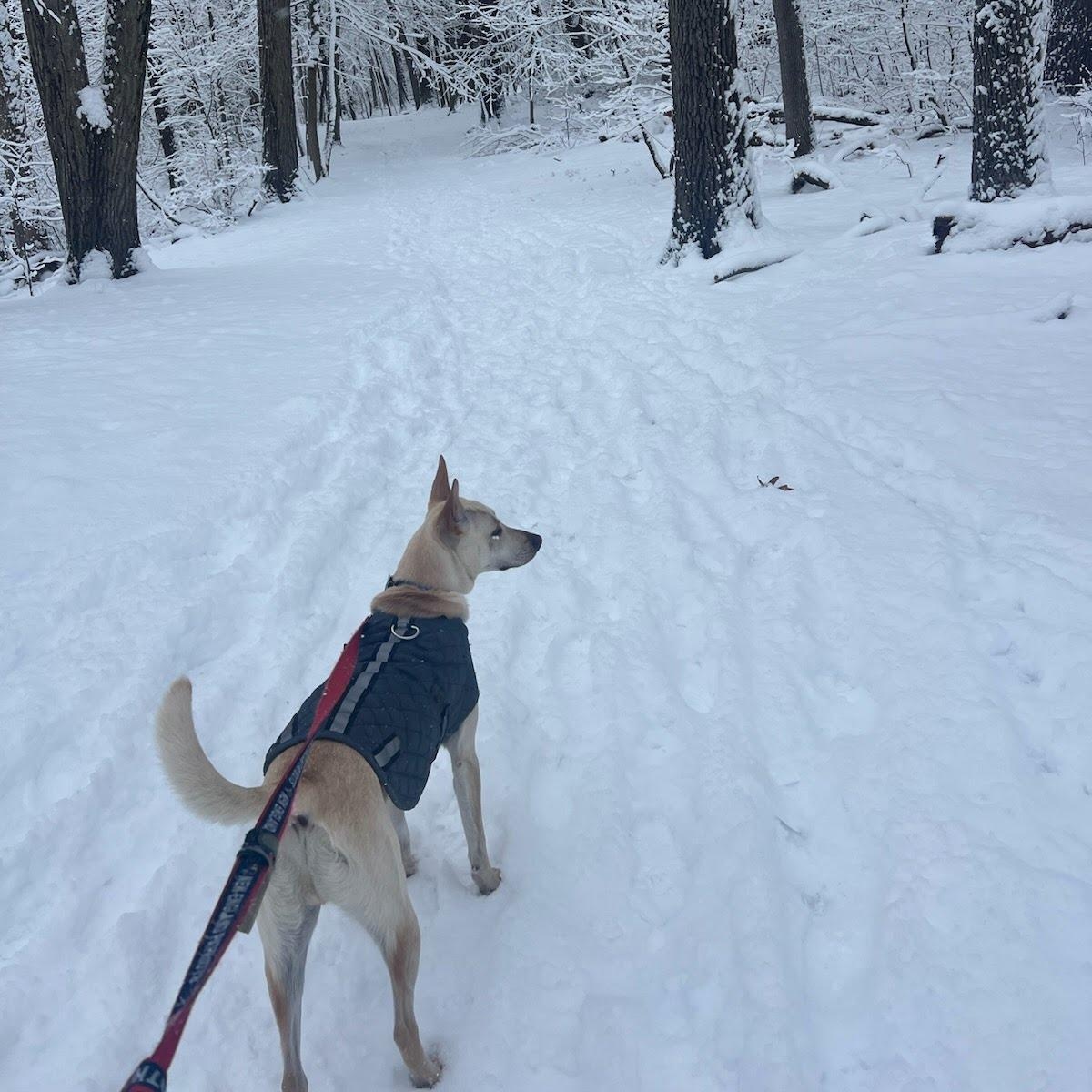 Hunter, a Adoptable mixed breed in Hopkinton, MA image 5/6