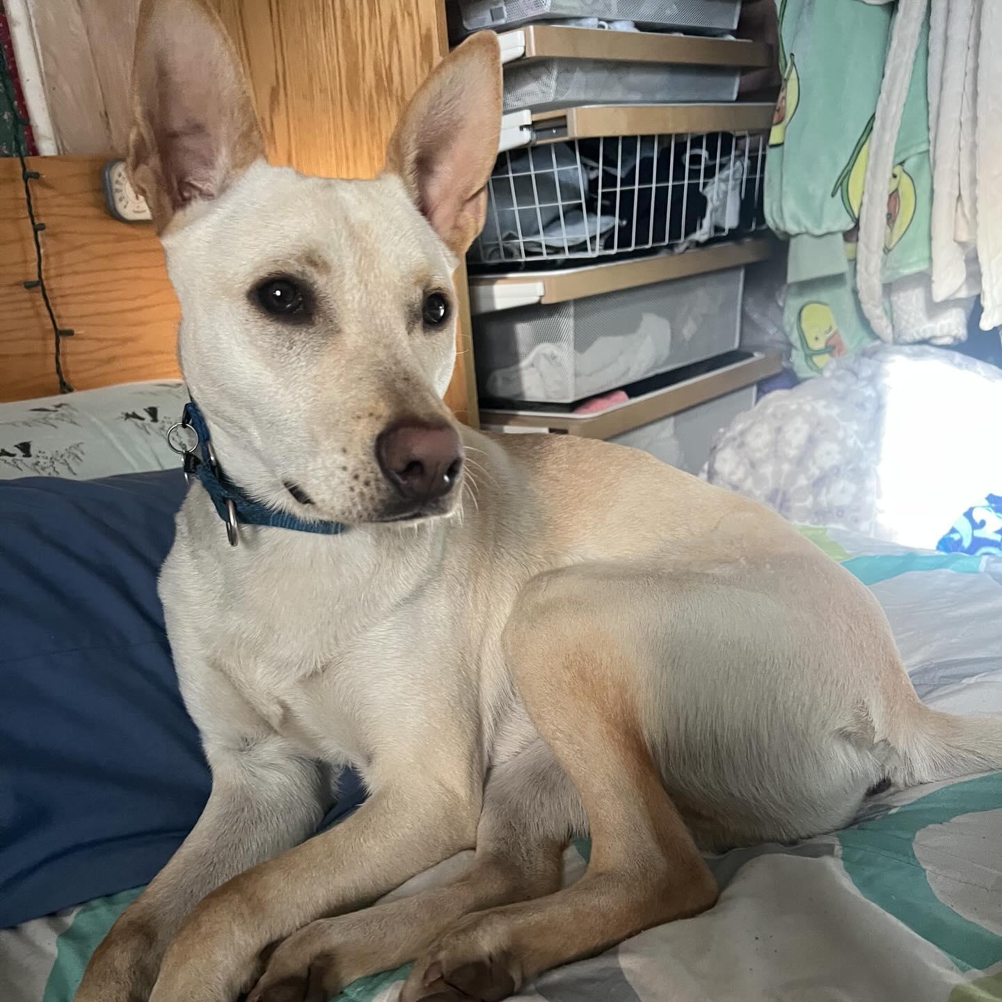 Enlarge  Hunter, a Adoptable mixed breed in Hopkinton, MA image 1/6