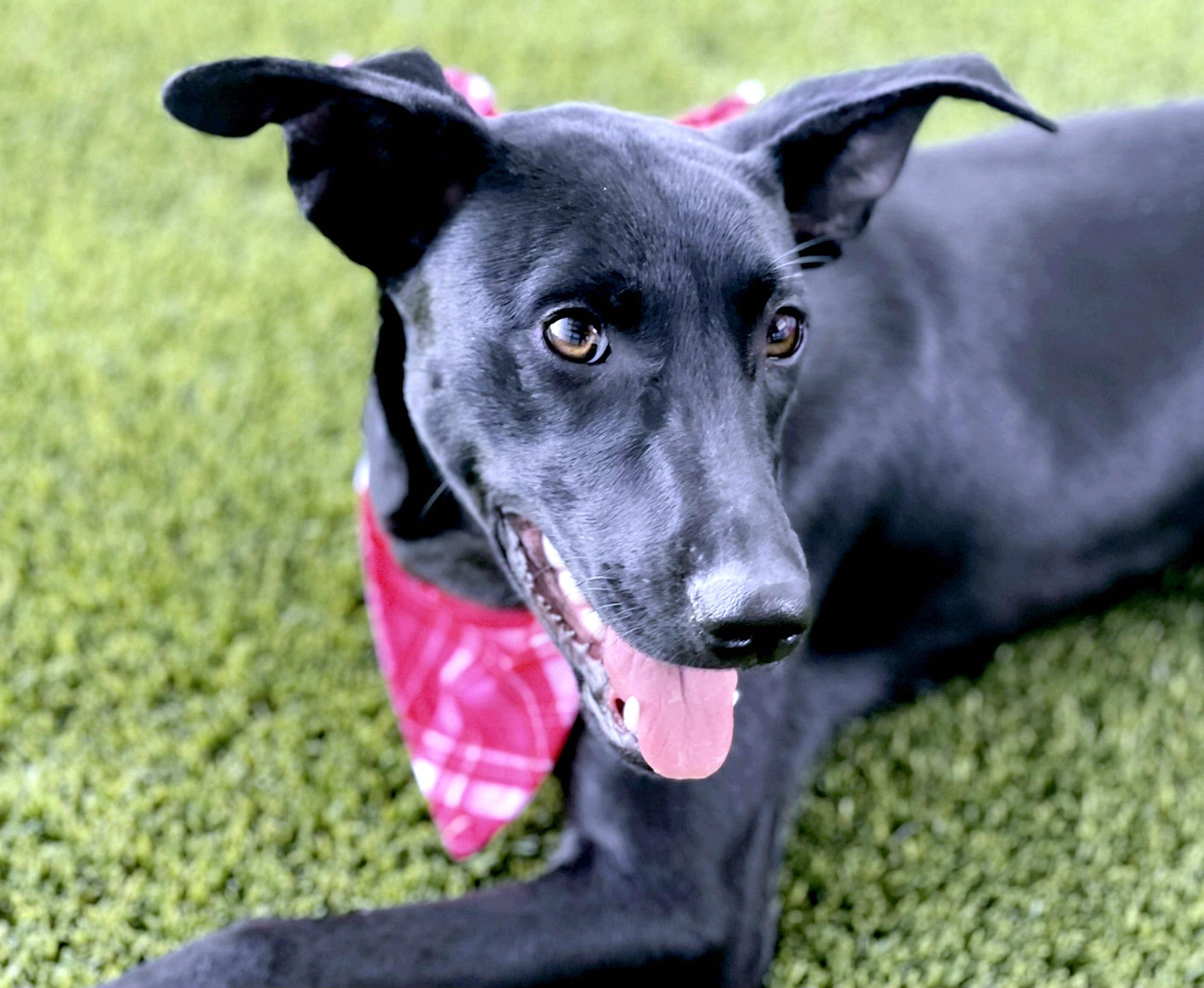 Peggy Sue, Young Female Whippet