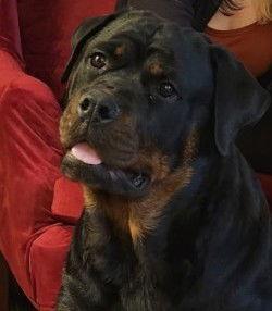 Tori, Adopted, Adult Female Rottweiler.