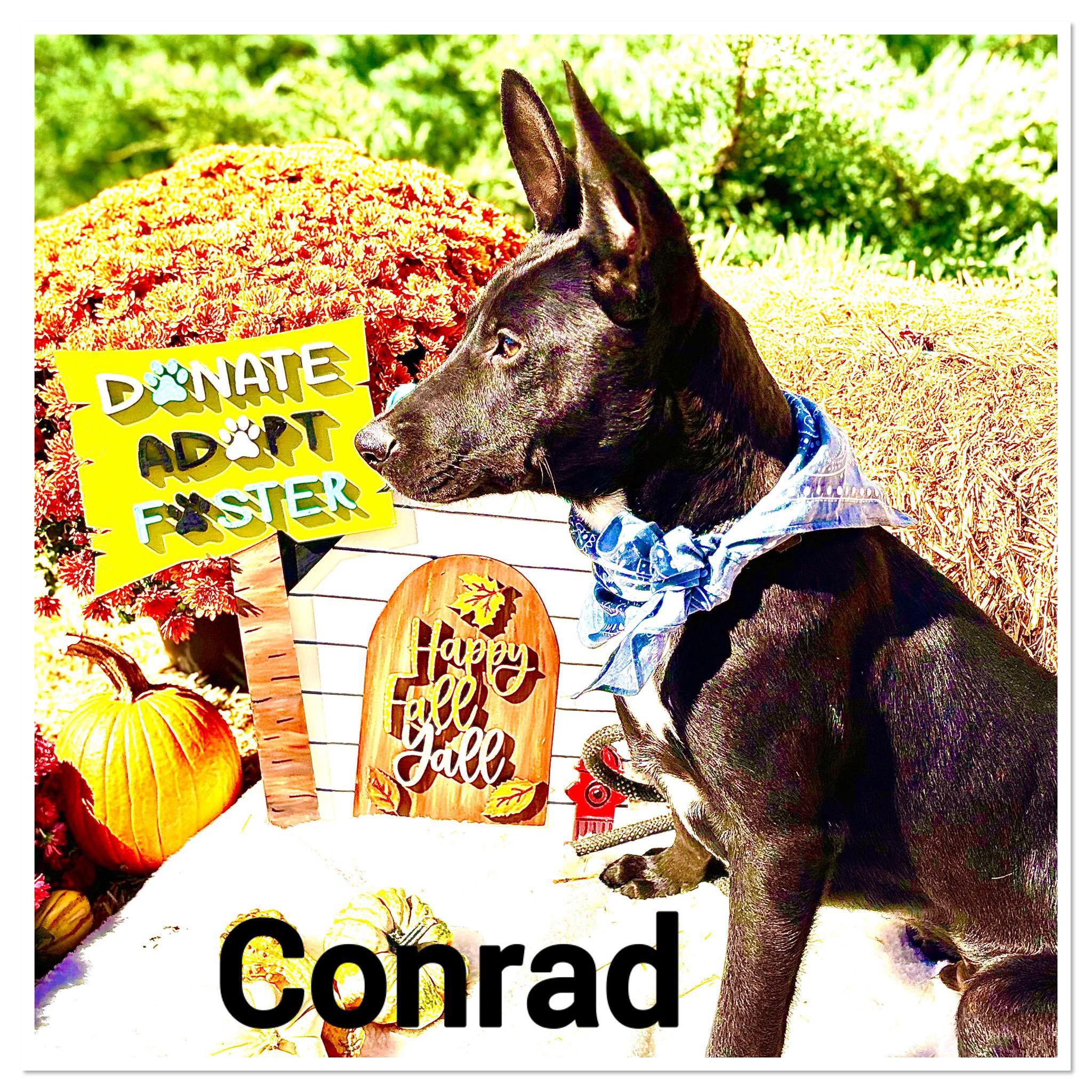 Conrad #25194, Adoptable, Young Male Terrier.