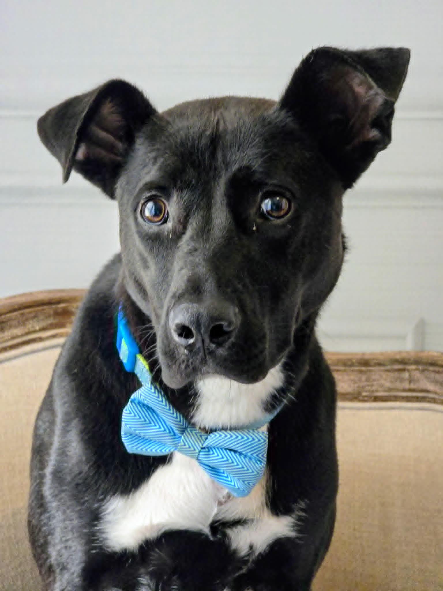 Enlarge Conrad #25194, a Adoptable mixed breed in Bolivar, TN image 3/3