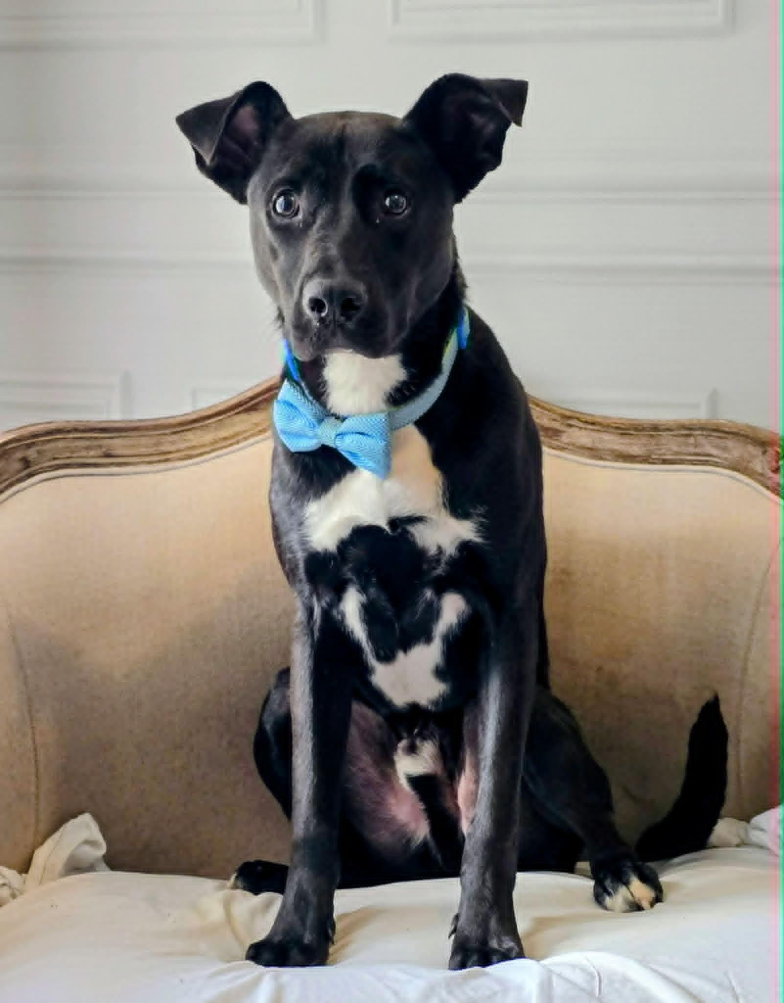 Conrad #25194, Adoptable, Young Male Terrier.