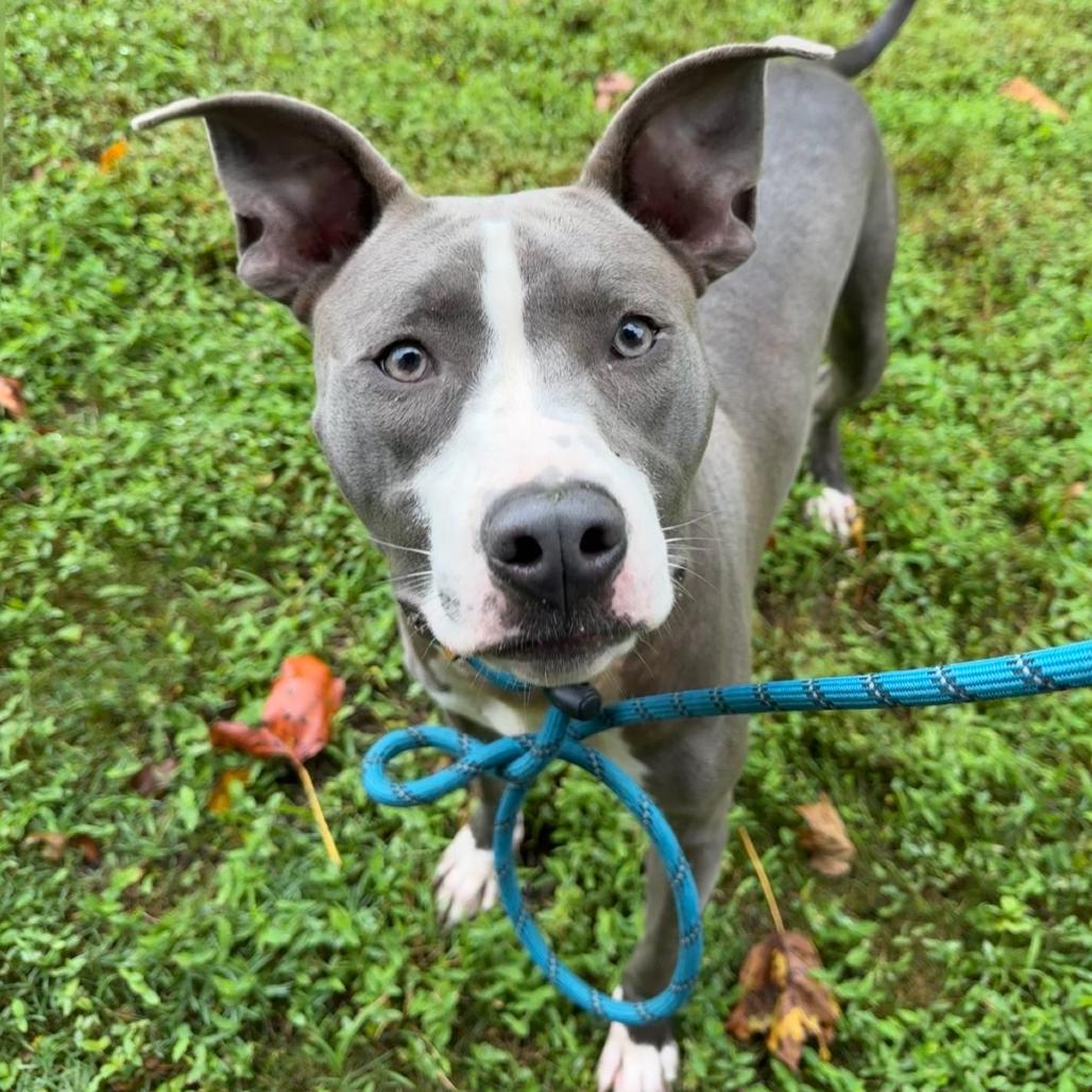 Enlarge Bronx, a Adoptable mixed breed in Gloucester, VA image 1/6