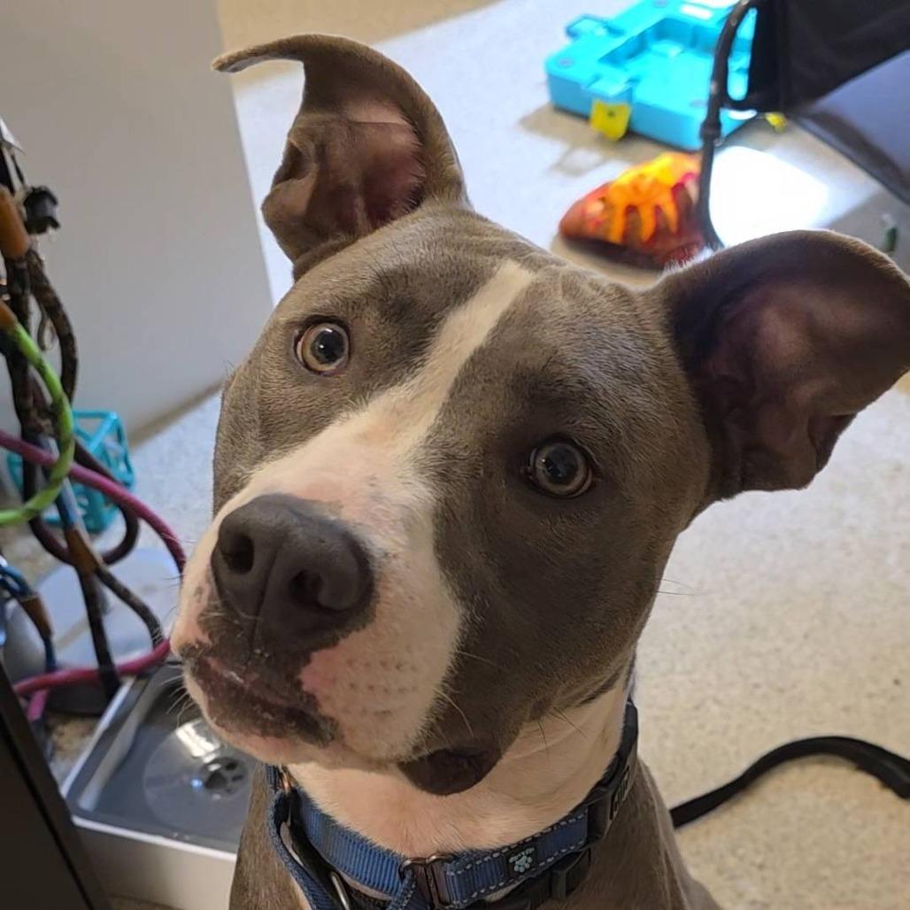 Enlarge Bronx, a Adoptable mixed breed in Gloucester, VA image 3/6