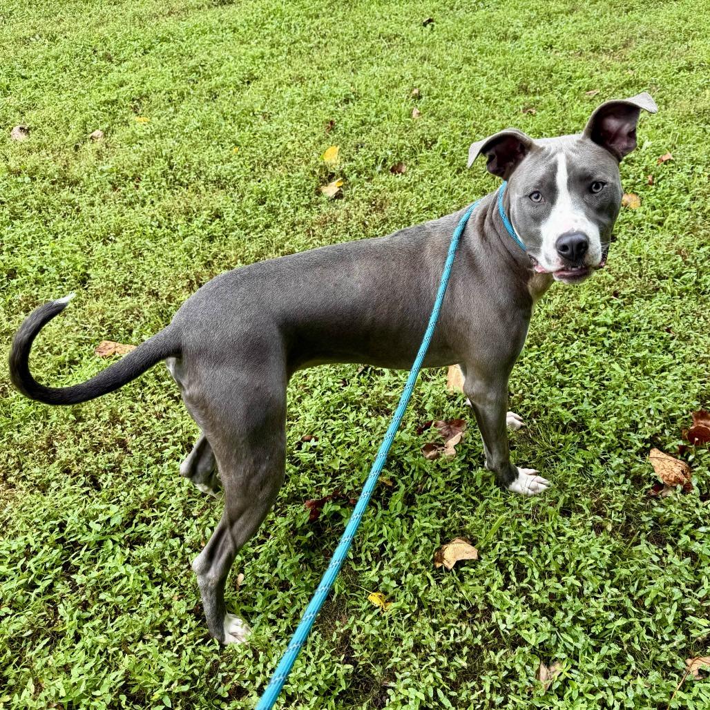 Enlarge Bronx, a Adoptable mixed breed in Gloucester, VA image 4/6