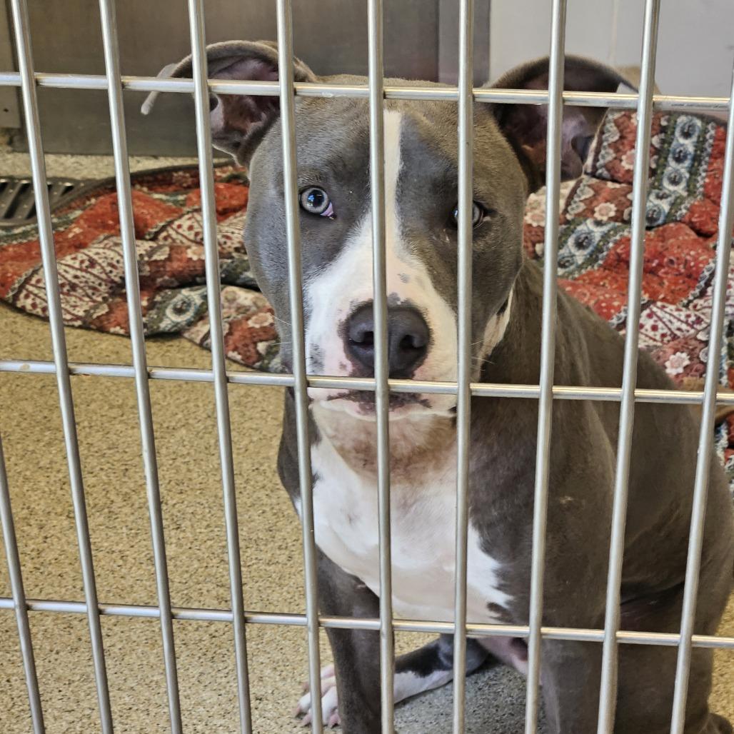 Enlarge Bronx, a Adoptable mixed breed in Gloucester, VA image 5/6