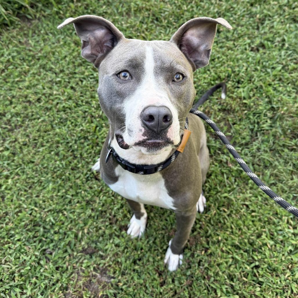 Enlarge Bronx, a Adoptable mixed breed in Gloucester, VA image 6/6