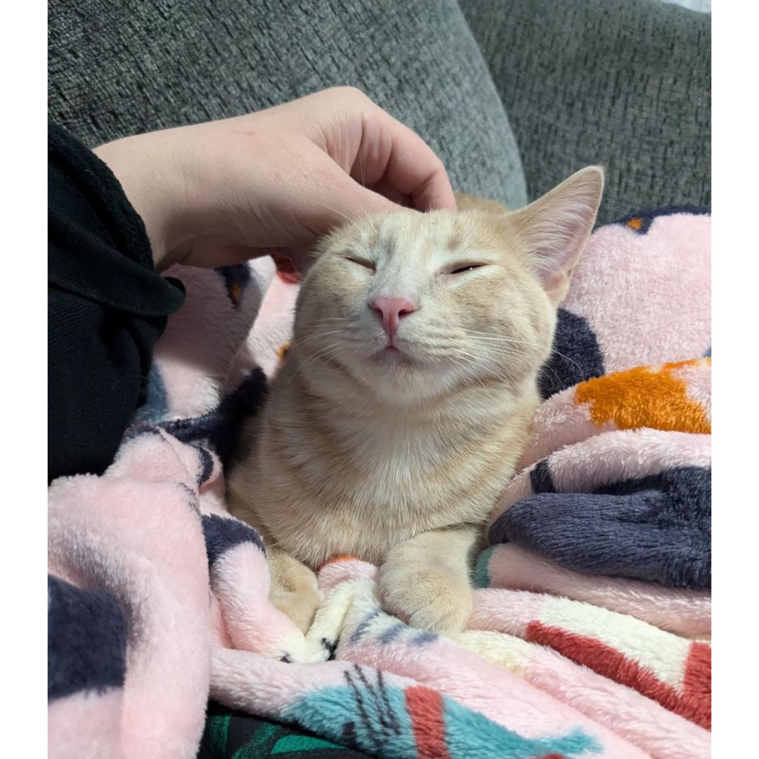 Enlarge Niall, a Adoptable mixed breed in Morgan Hill, CA image 6/6