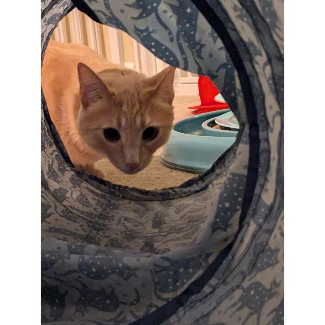 Enlarge Niall, a Adoptable mixed breed in Morgan Hill, CA image 6/6