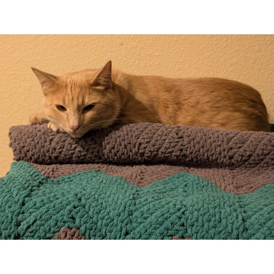 Enlarge Niall, a Adoptable mixed breed in Morgan Hill, CA image 5/6