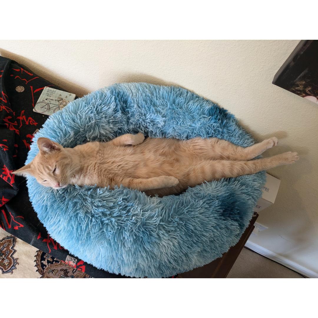 Enlarge Niall, a Adoptable mixed breed in Morgan Hill, CA image 4/6