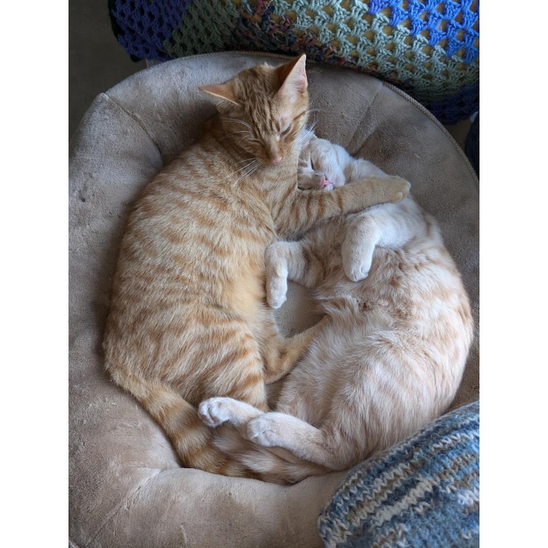 Enlarge Niall, a Adoptable mixed breed in Morgan Hill, CA image 3/6